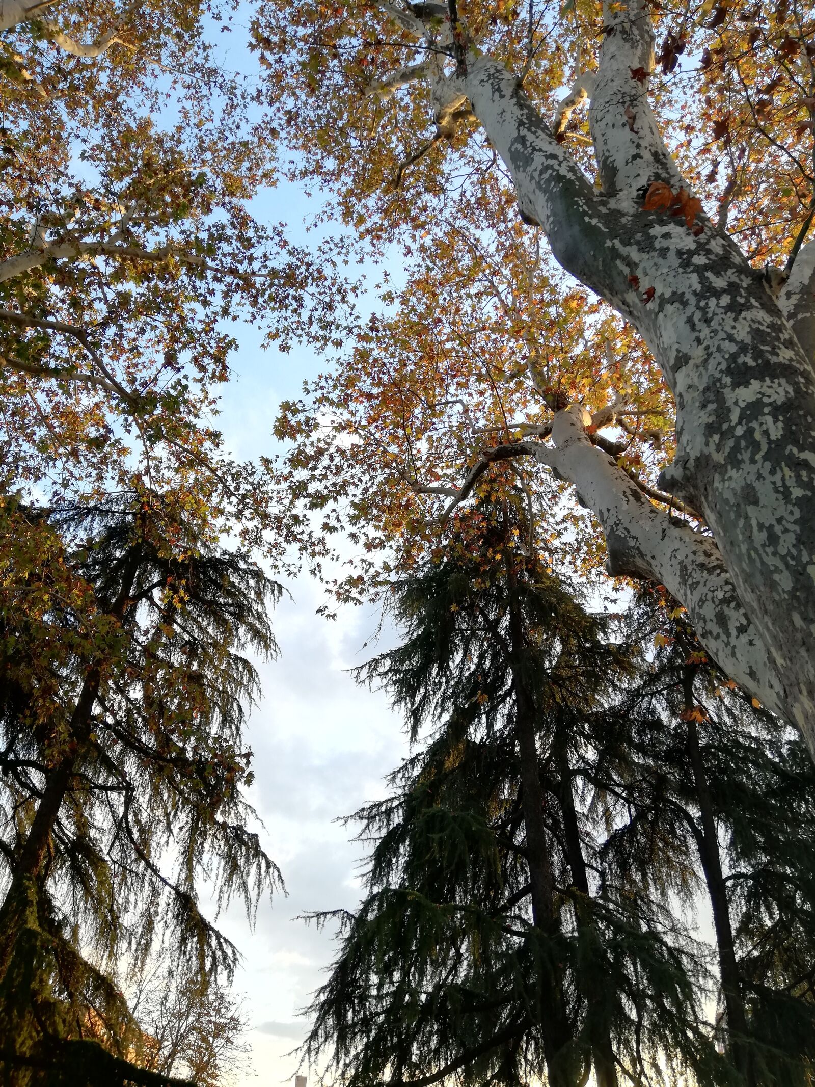 HUAWEI P20 lite sample photo. Tree, leaves, sky photography