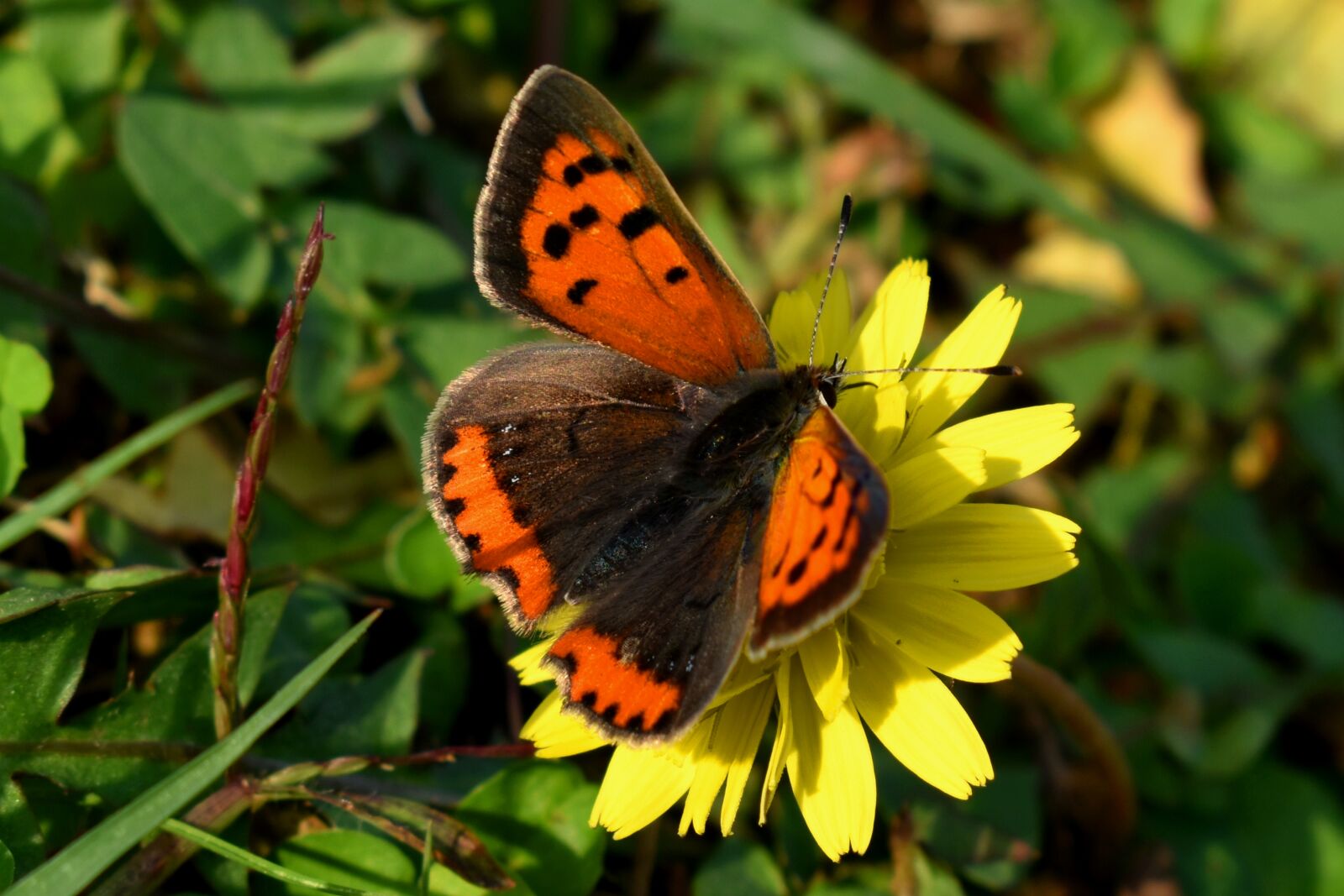 Nikon D3500 sample photo. Butterfly, lycaena, flower photography