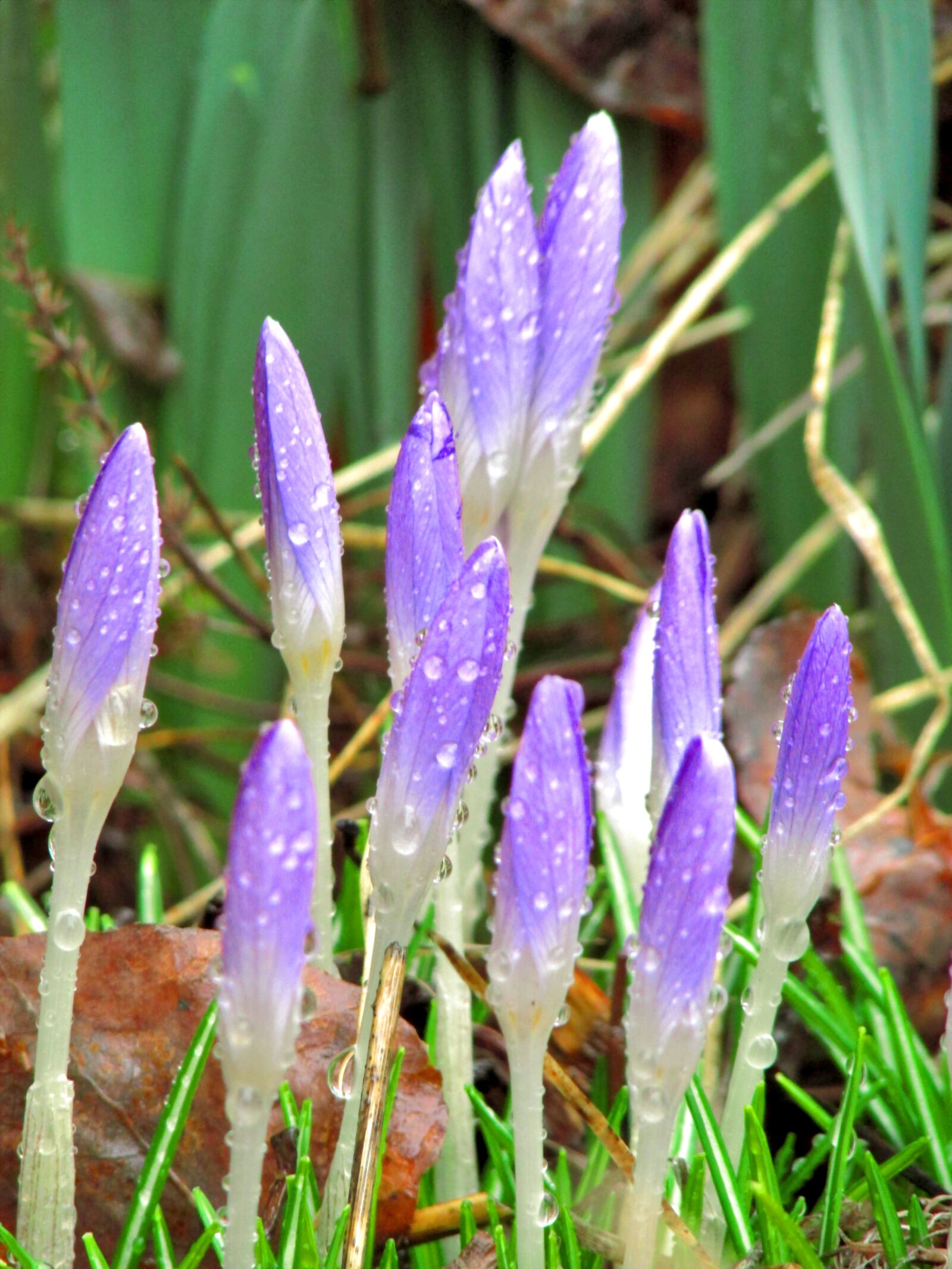 Canon PowerShot SX500 IS sample photo. Crocus, flower, spring photography