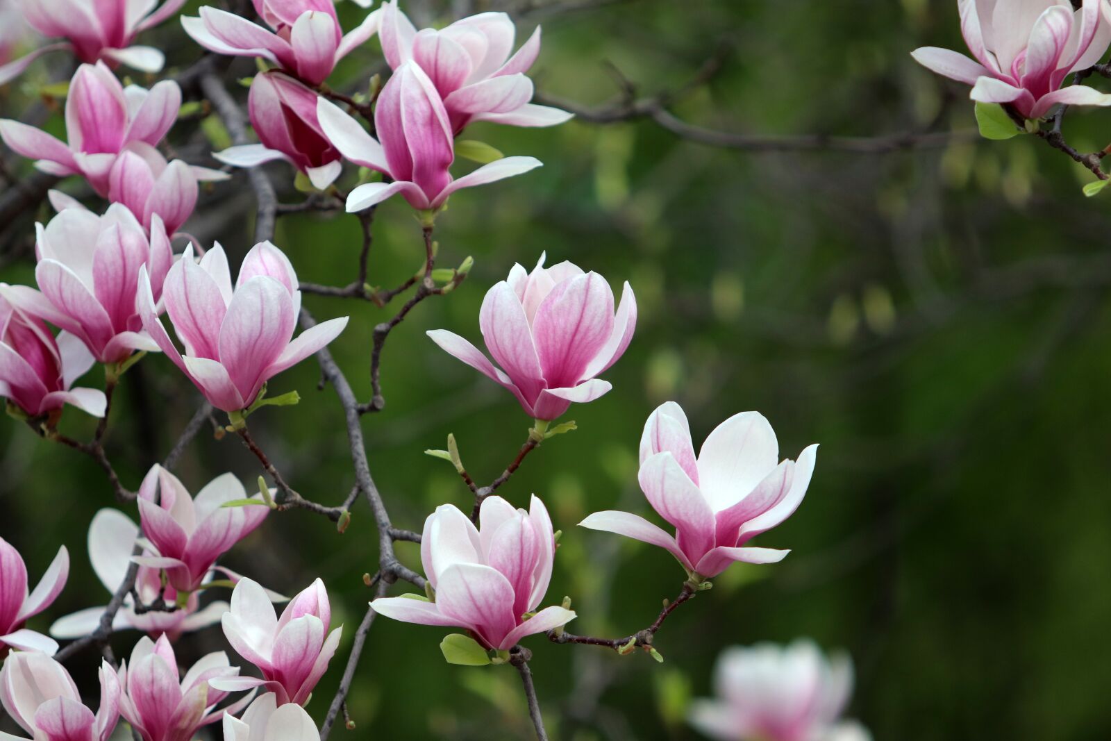 Canon EF 70-200mm F2.8L USM sample photo. Spring, magnolia, flowers photography