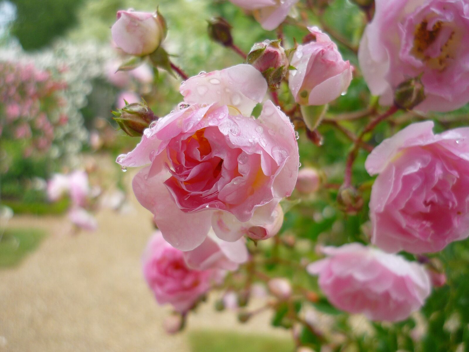 Panasonic Lumix DMC-FS3 sample photo. Flower, garden, pink photography