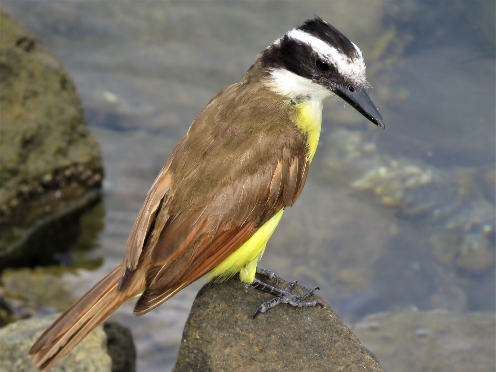 Canon PowerShot SX60 HS sample photo. Tropical bird, birding, bird photography