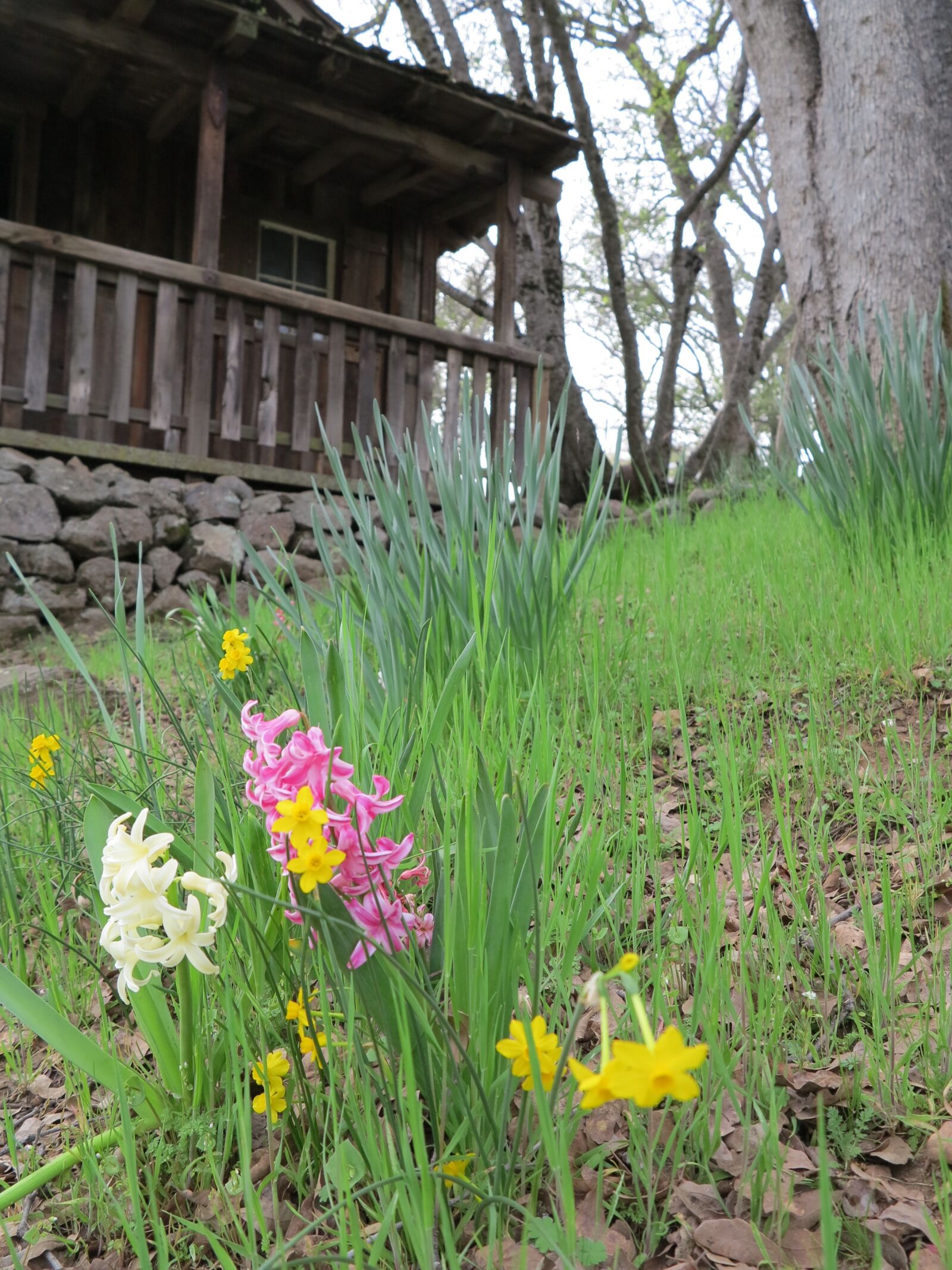 Canon PowerShot G1 X sample photo. Spring flowers, daffodils, wine photography