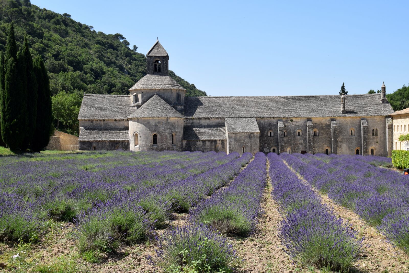 Nikon D5300 sample photo. Lavender, abbey, architecture photography