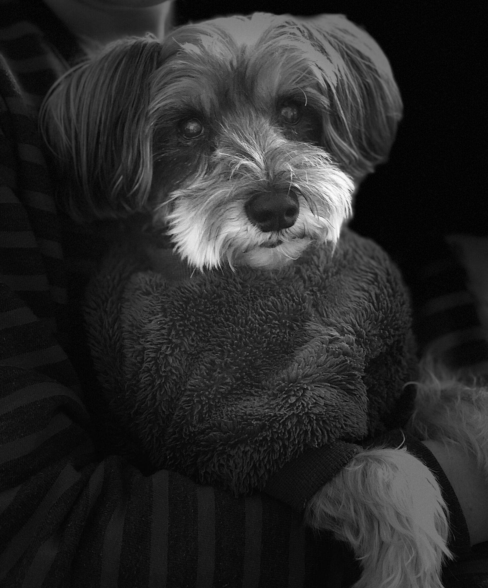 iPhone X back dual camera 6mm f/2.4 sample photo. Human's best friend, dog photography