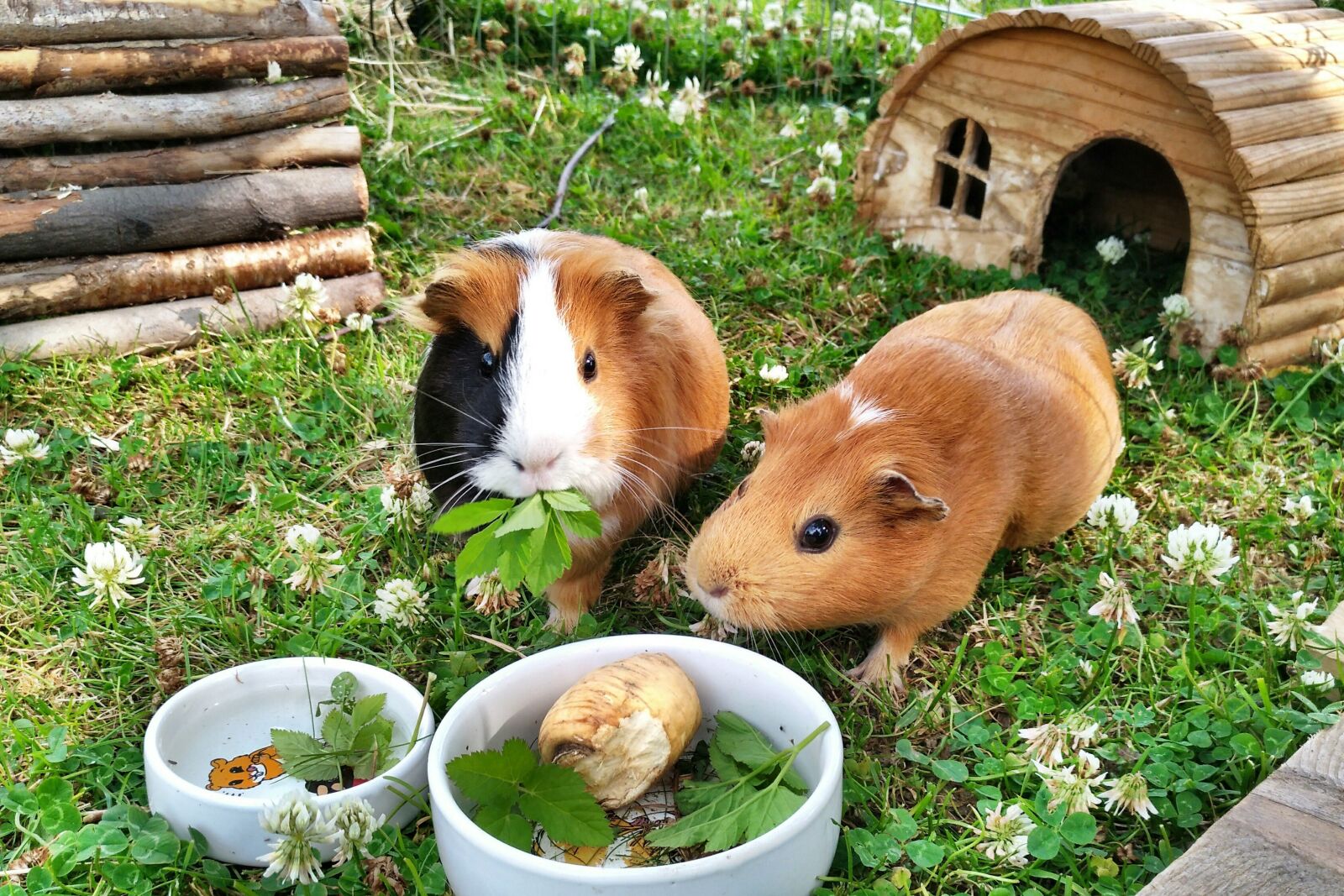 nubia Z11 MINI sample photo. Guinea pig, rodents, pets photography