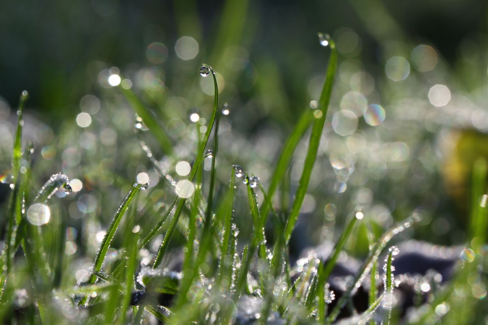 Canon EOS 50D sample photo. Grass, frost, cold photography
