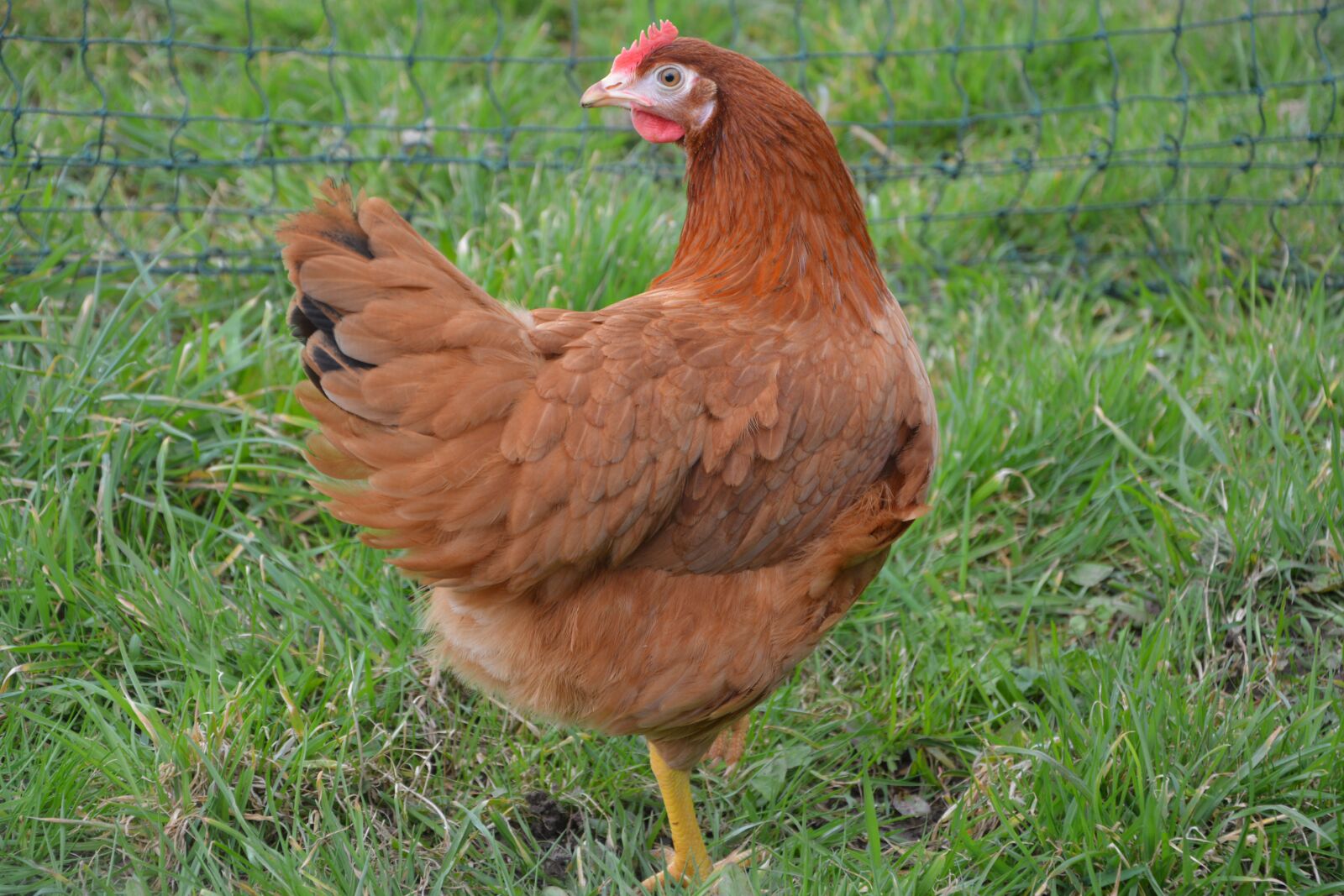 Nikon D5200 sample photo. Red hen, laying hen photography