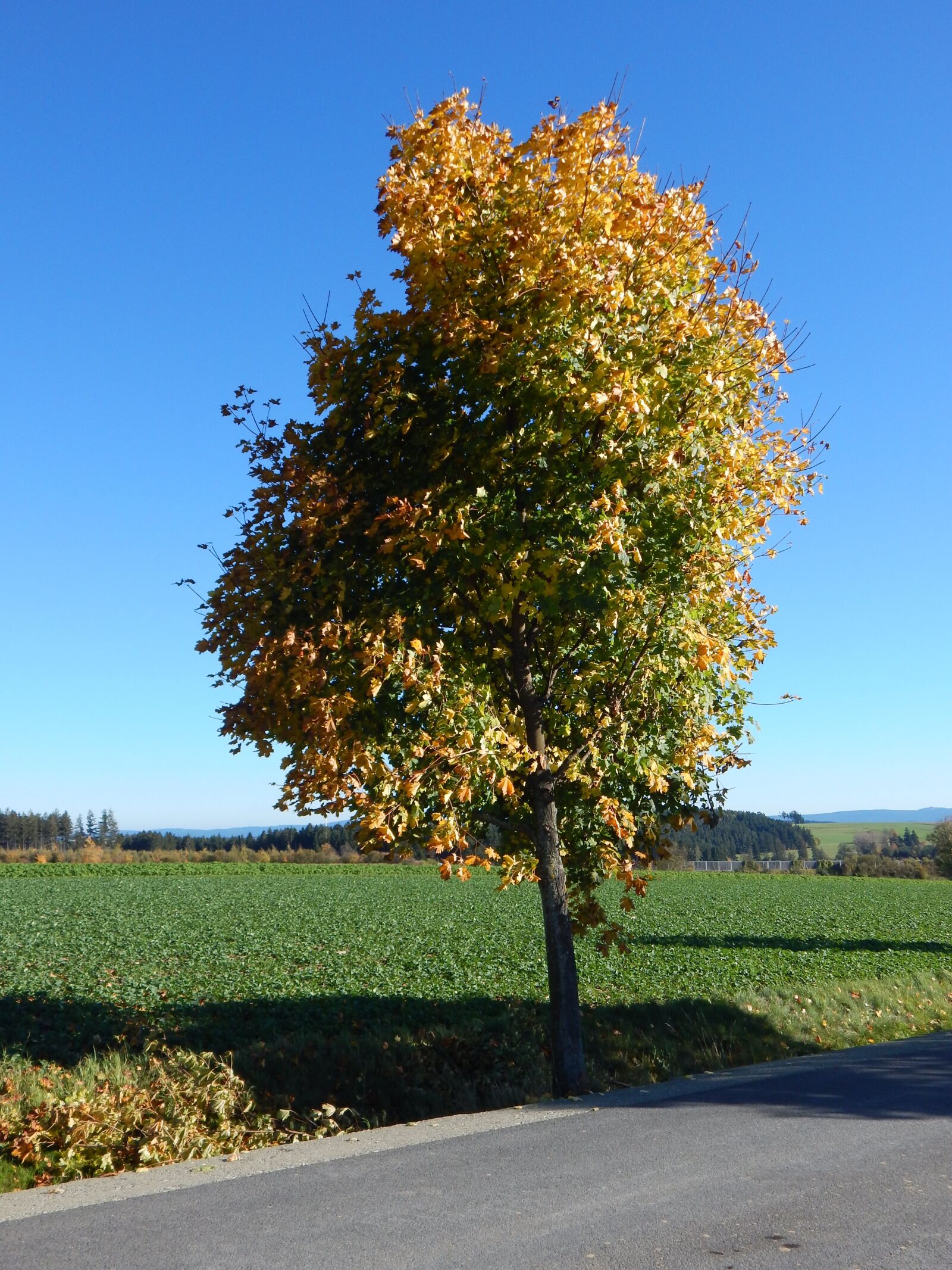 Nikon Coolpix L830 sample photo. Landscape, tree, autumn photography