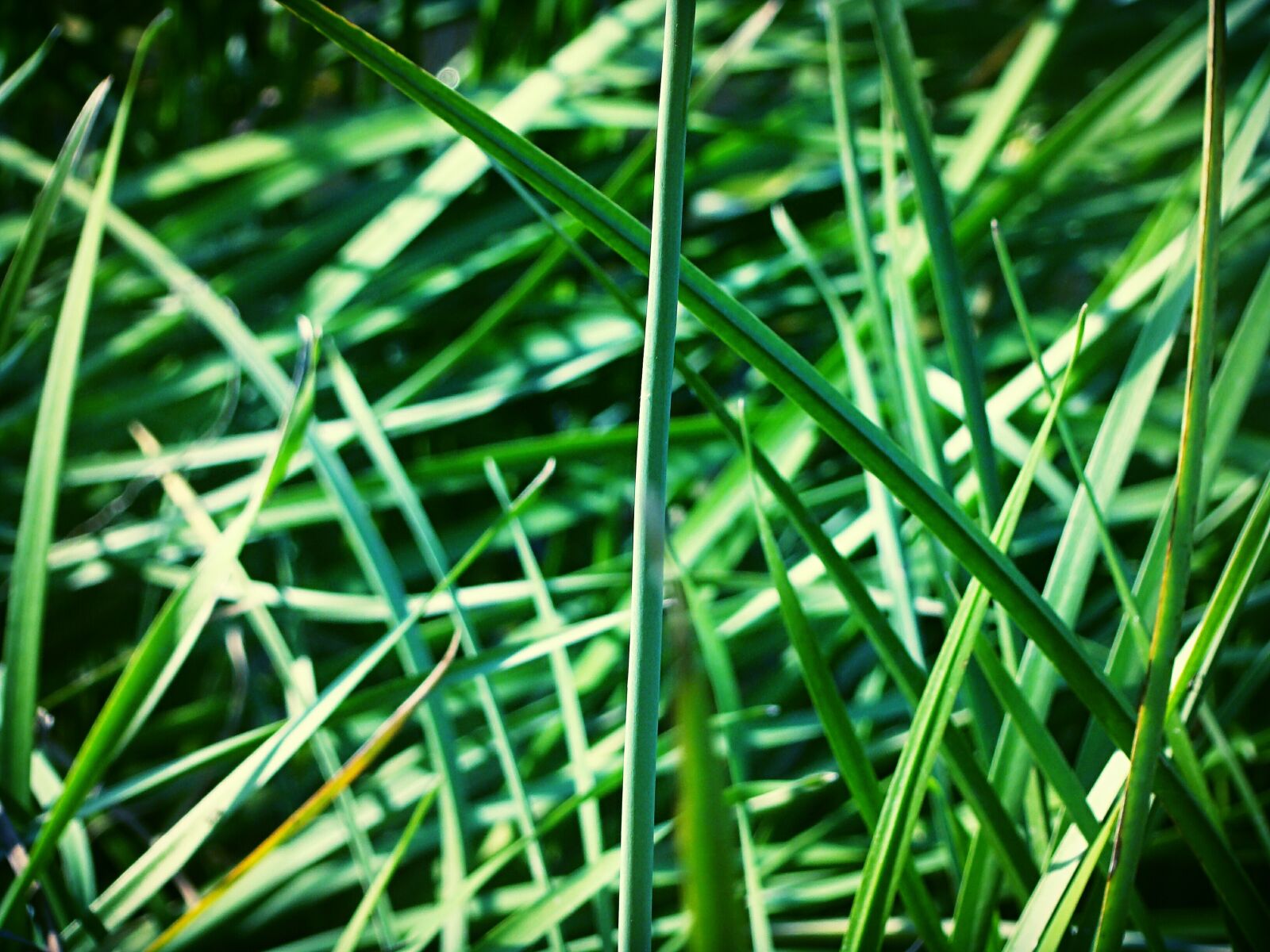 Sony DSC-H9 sample photo. Greens, plants, grass photography