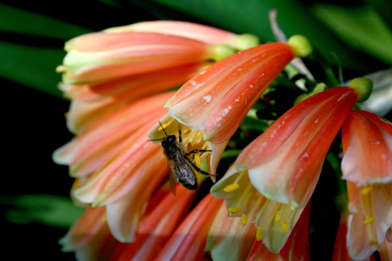 Canon EOS 400D (EOS Digital Rebel XTi / EOS Kiss Digital X) sample photo. Flower, bee, nature photography