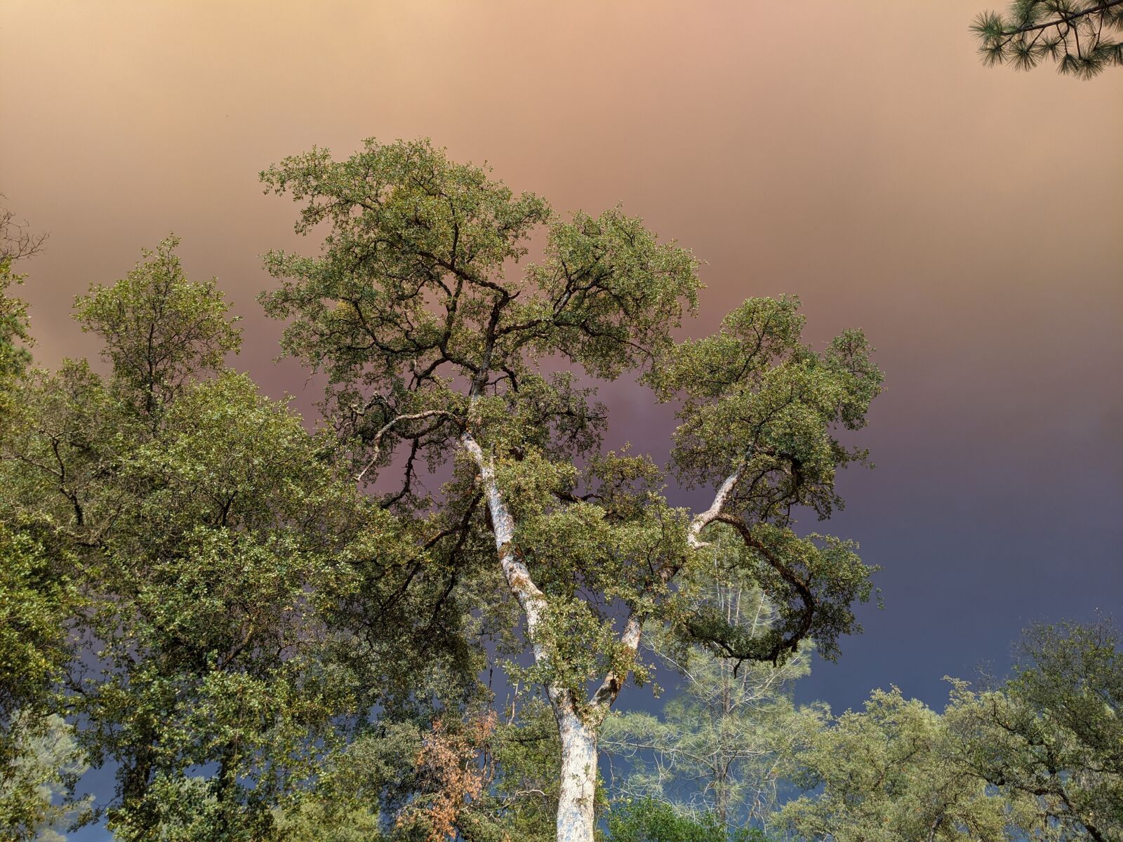 Google Pixel 3a sample photo. Smoky skies, wildfire, california photography