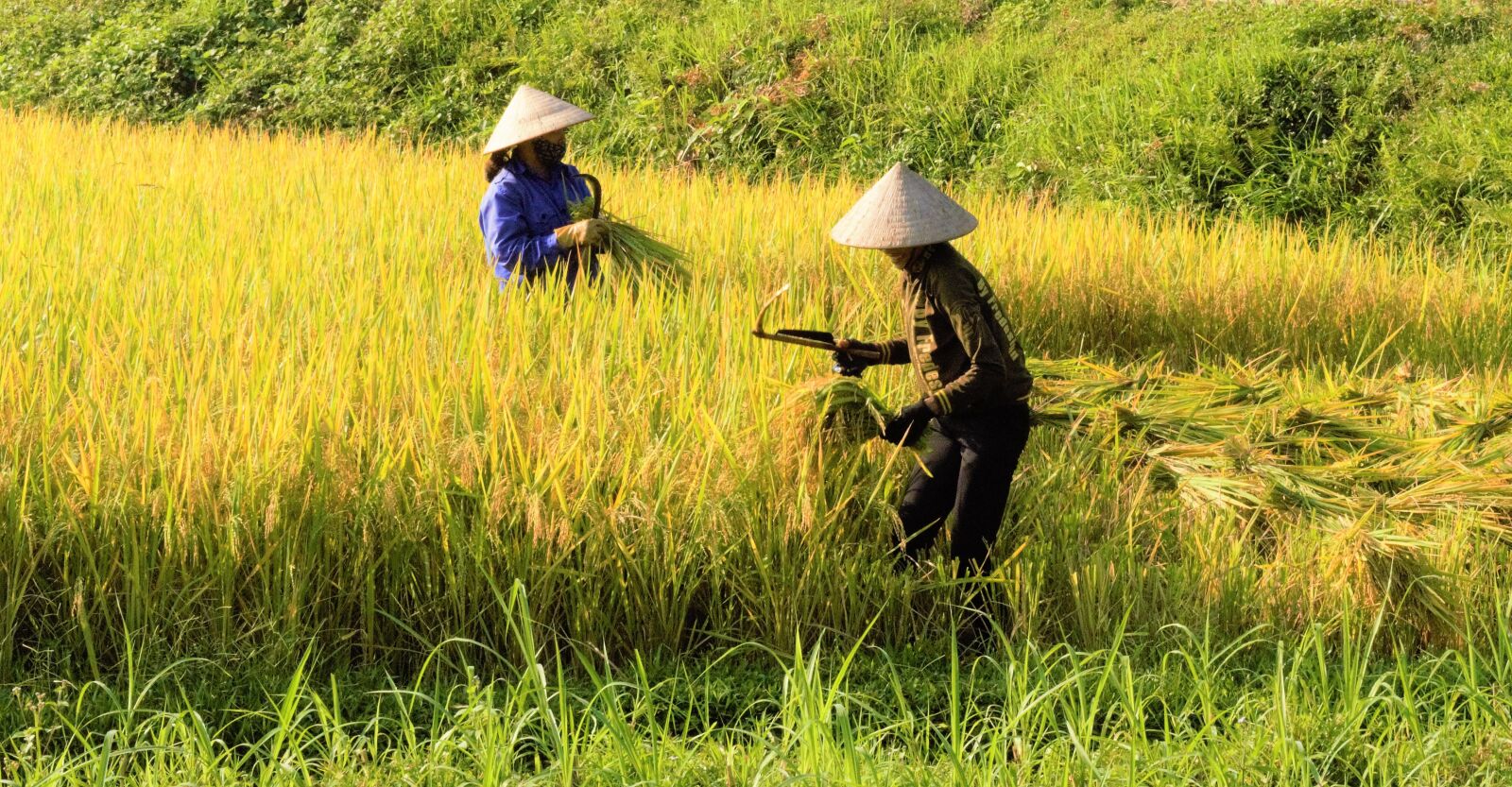Nikon D5300 sample photo. Rice, silk, rice fields photography