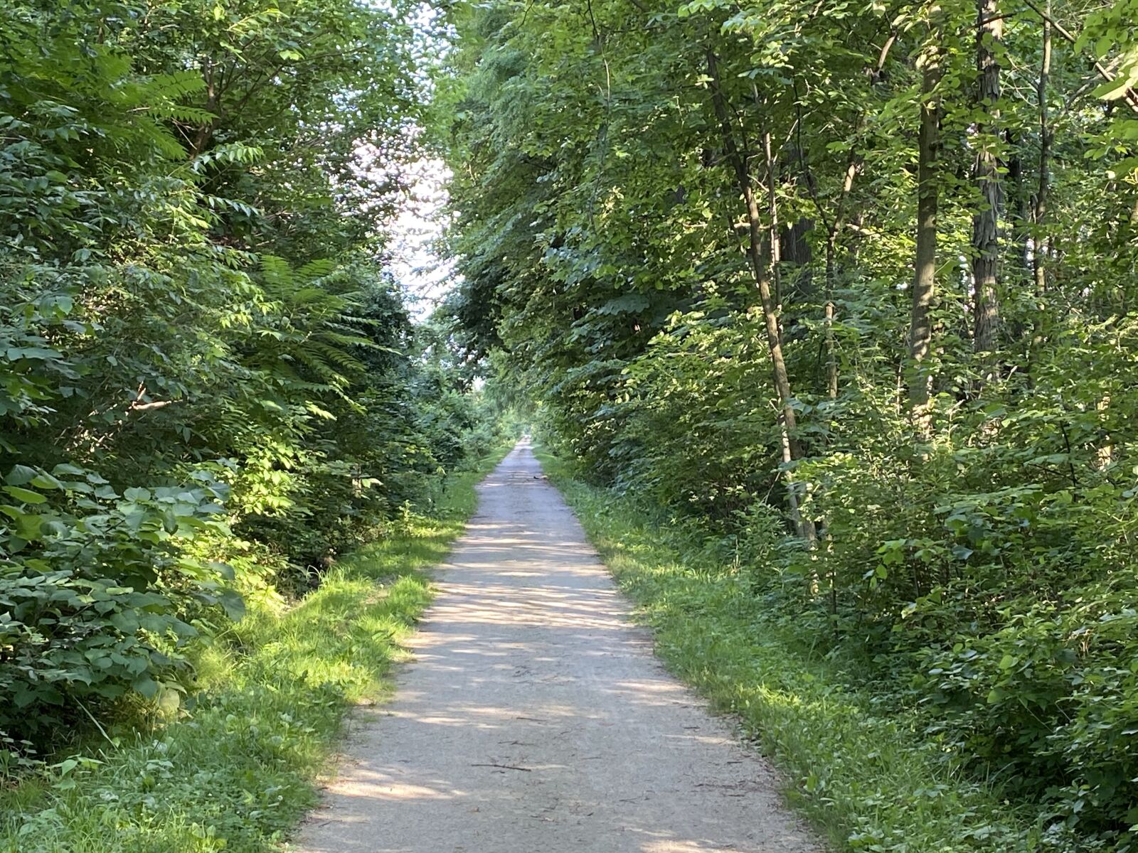 Apple iPhone 11 sample photo. Trees, trail, forest photography