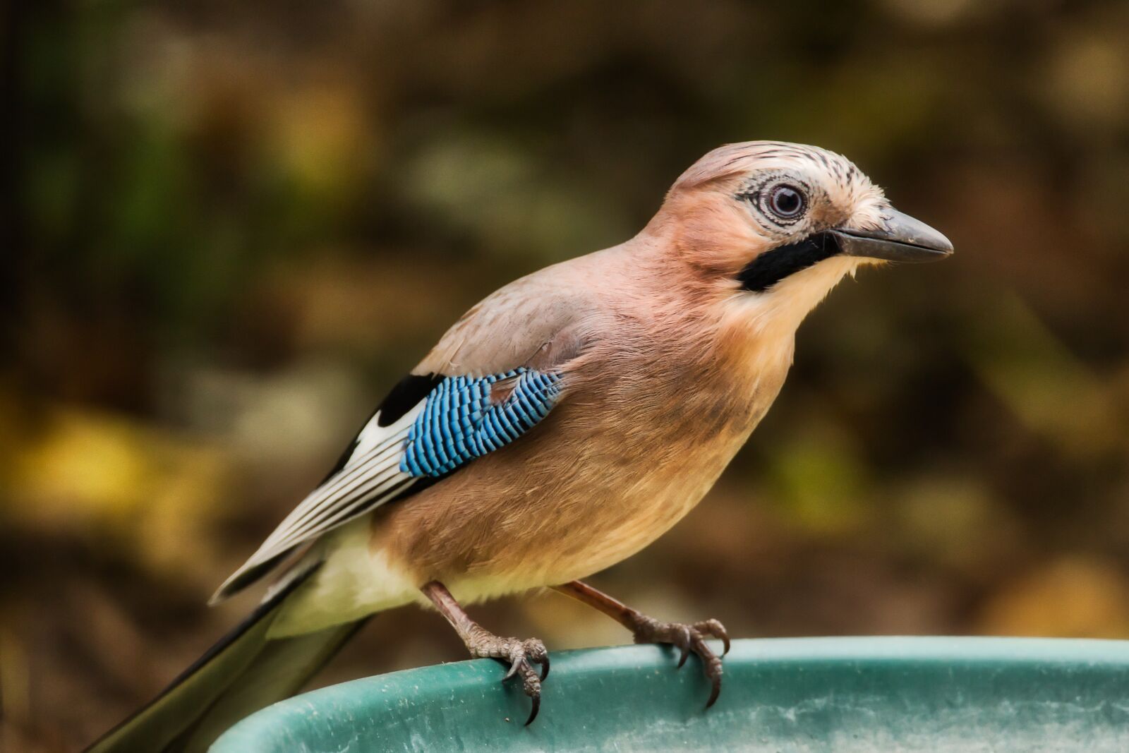 Canon EOS 70D sample photo. Jay, bird, nature photography