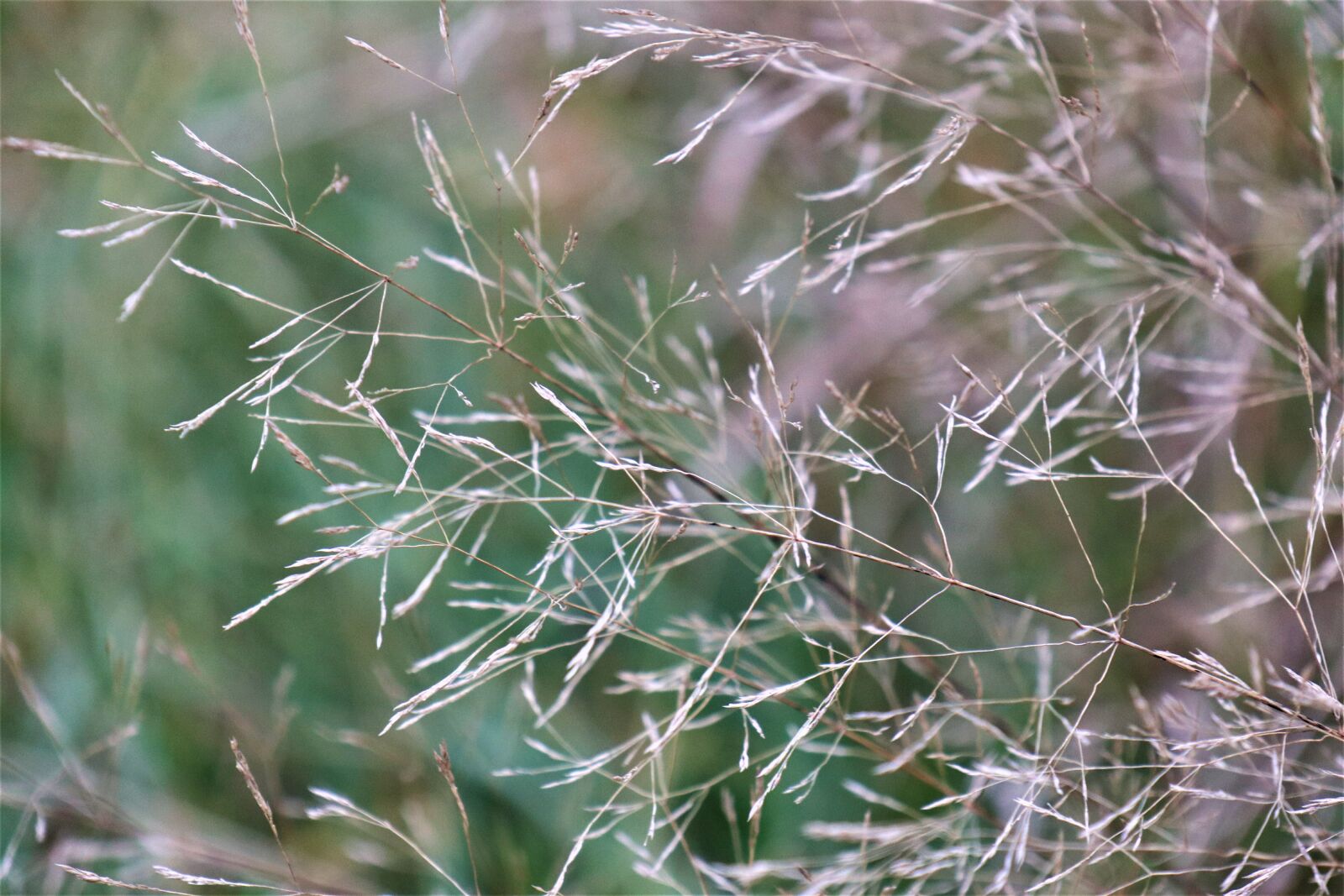 Canon EOS M6 sample photo. Grass, november, mood photography
