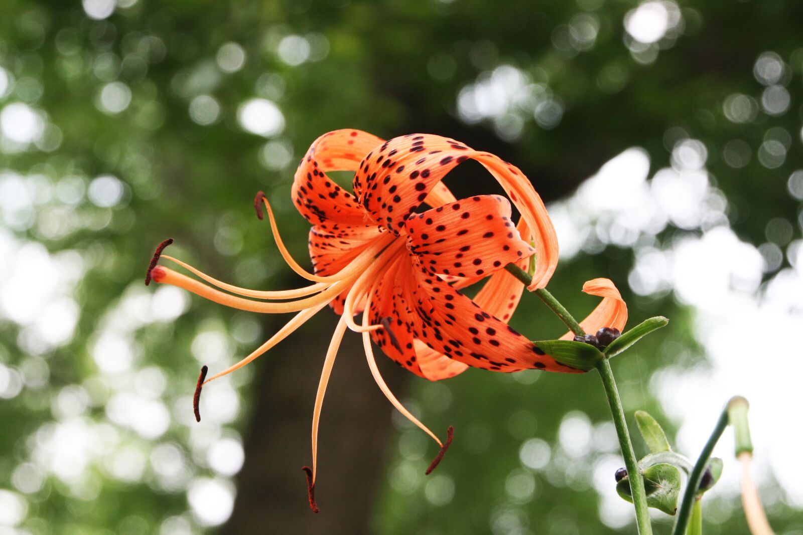 Canon EOS 400D (EOS Digital Rebel XTi / EOS Kiss Digital X) sample photo. Lilium lancifolium, lily, jeonju photography