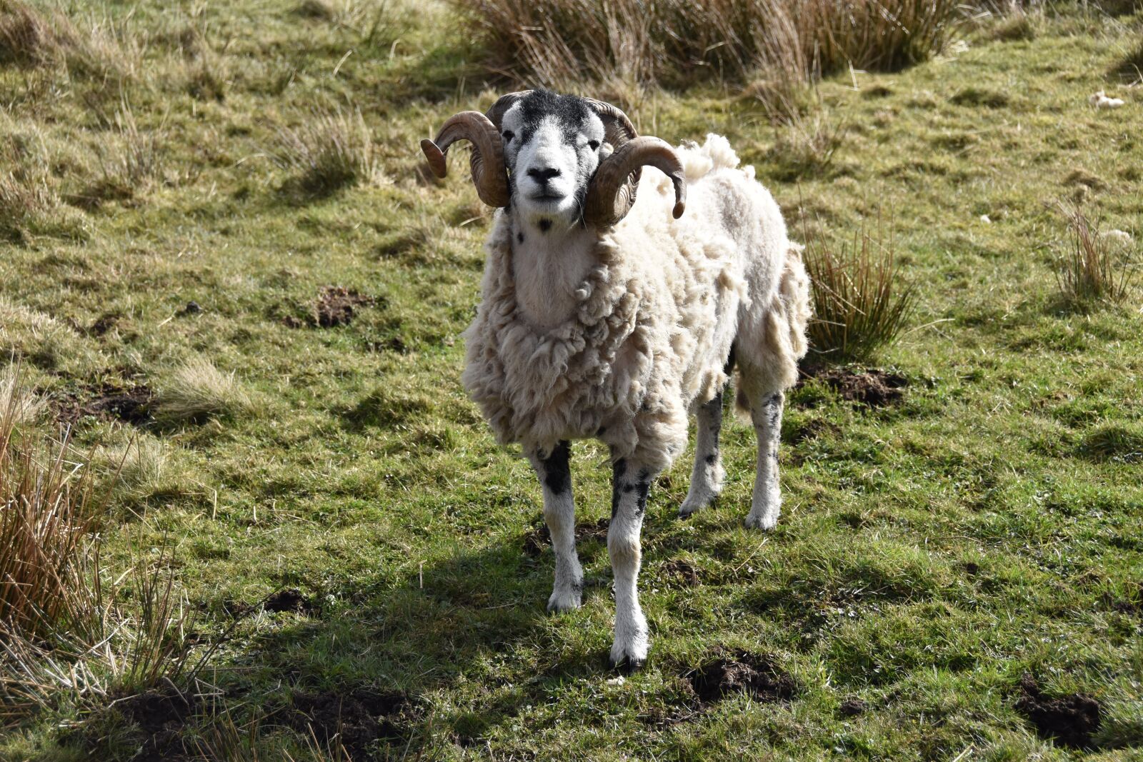 Nikon D5600 sample photo. Sheep, lake district, green photography