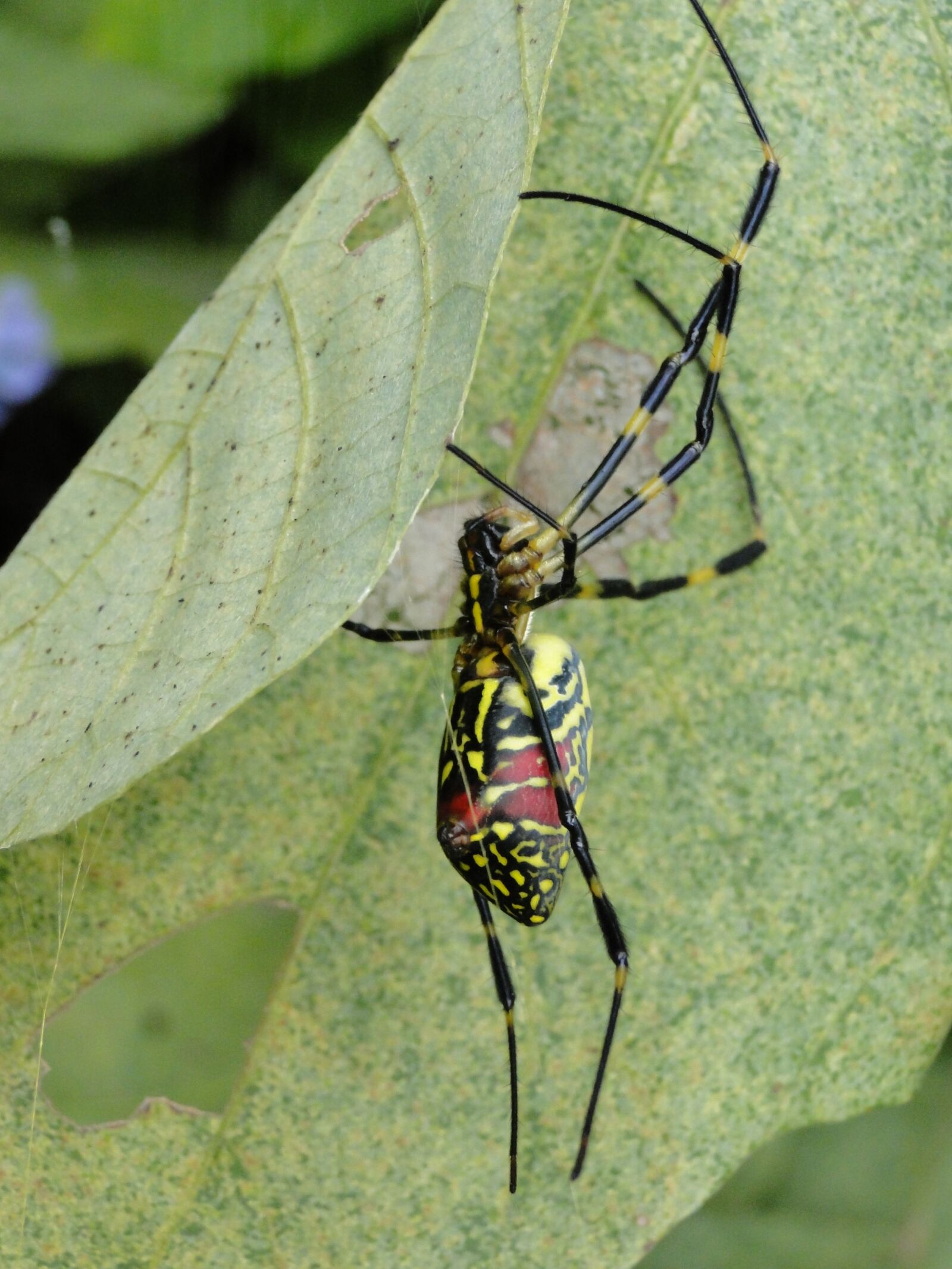 Sony Cyber-shot DSC-HX1 sample photo. Insect, nature, invertebrate photography