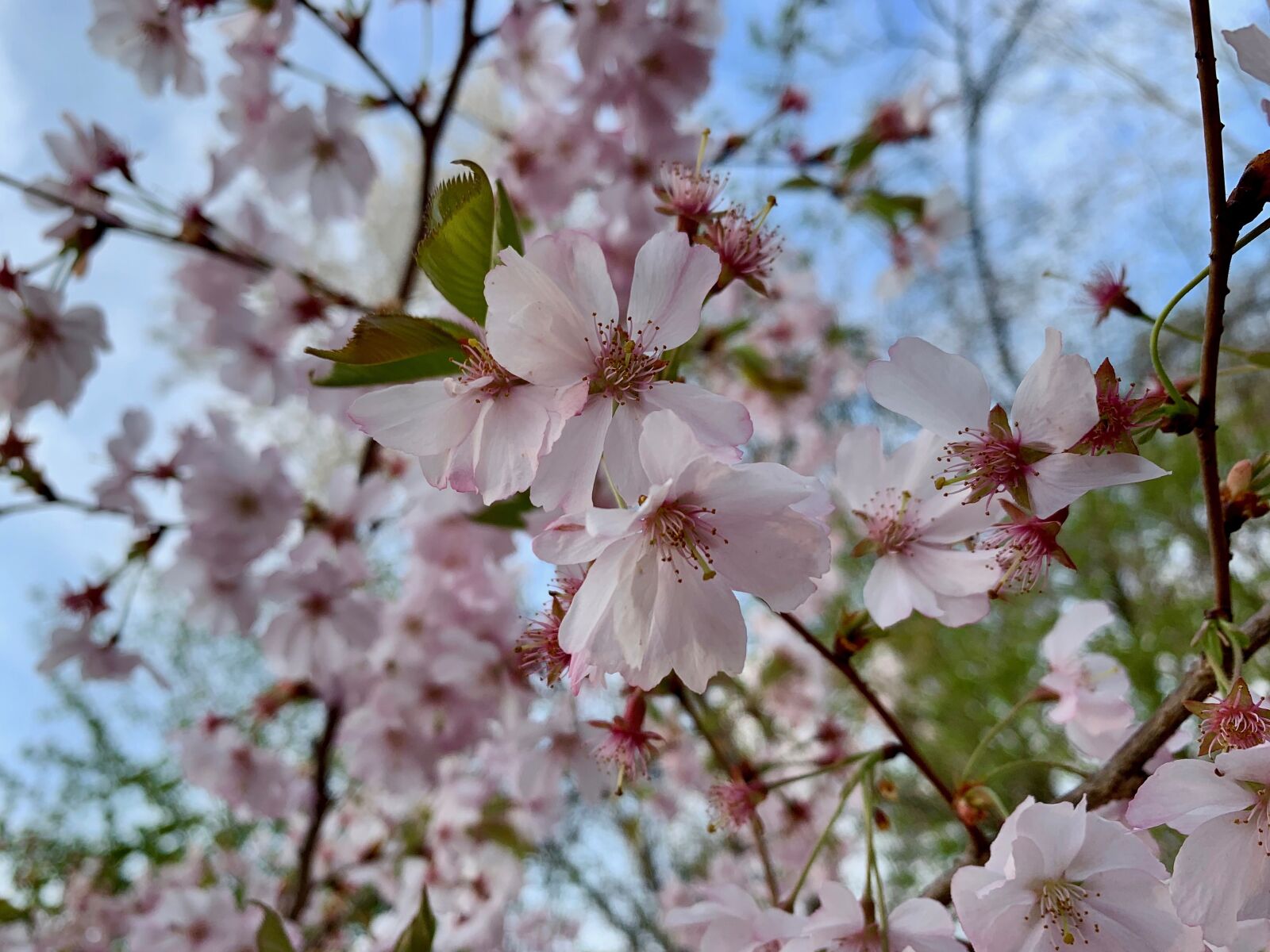 Apple iPhone XS sample photo. Cherry blossom, spring, pink photography