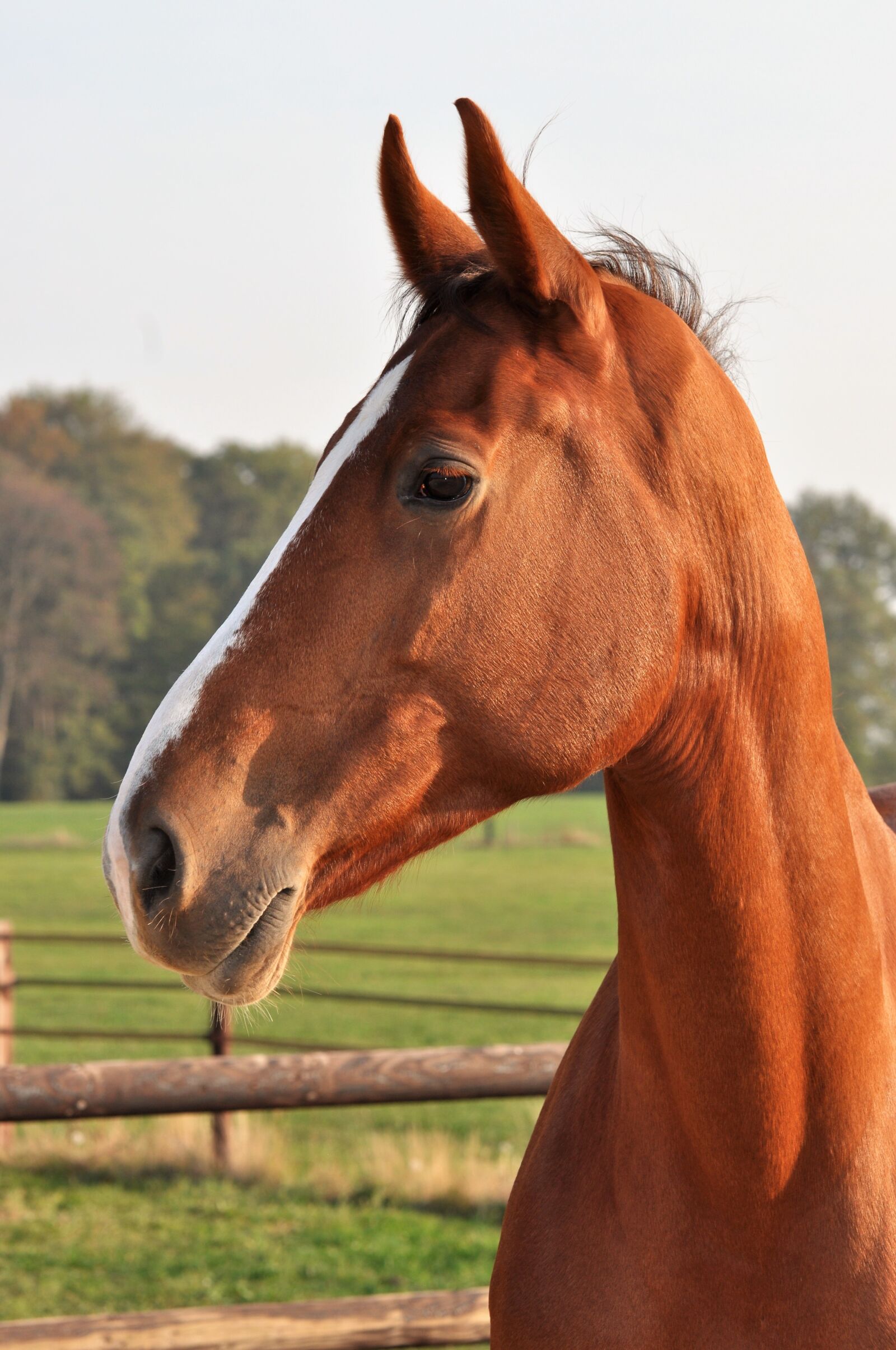 Nikon D5000 sample photo. Horsehead, watch, verte photography