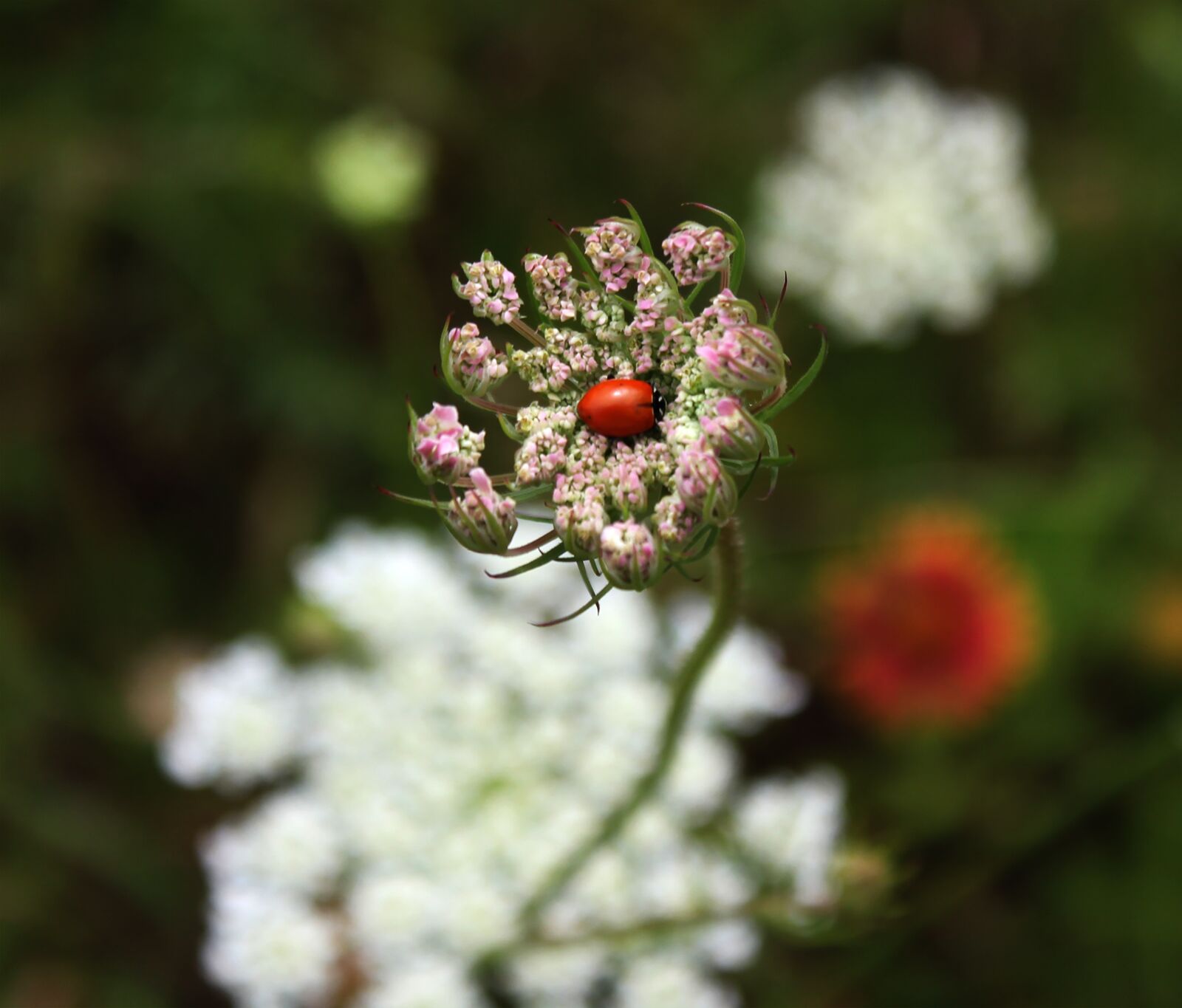 Canon EOS 550D (EOS Rebel T2i / EOS Kiss X4) sample photo. Ladybug, wild carrot, queen photography