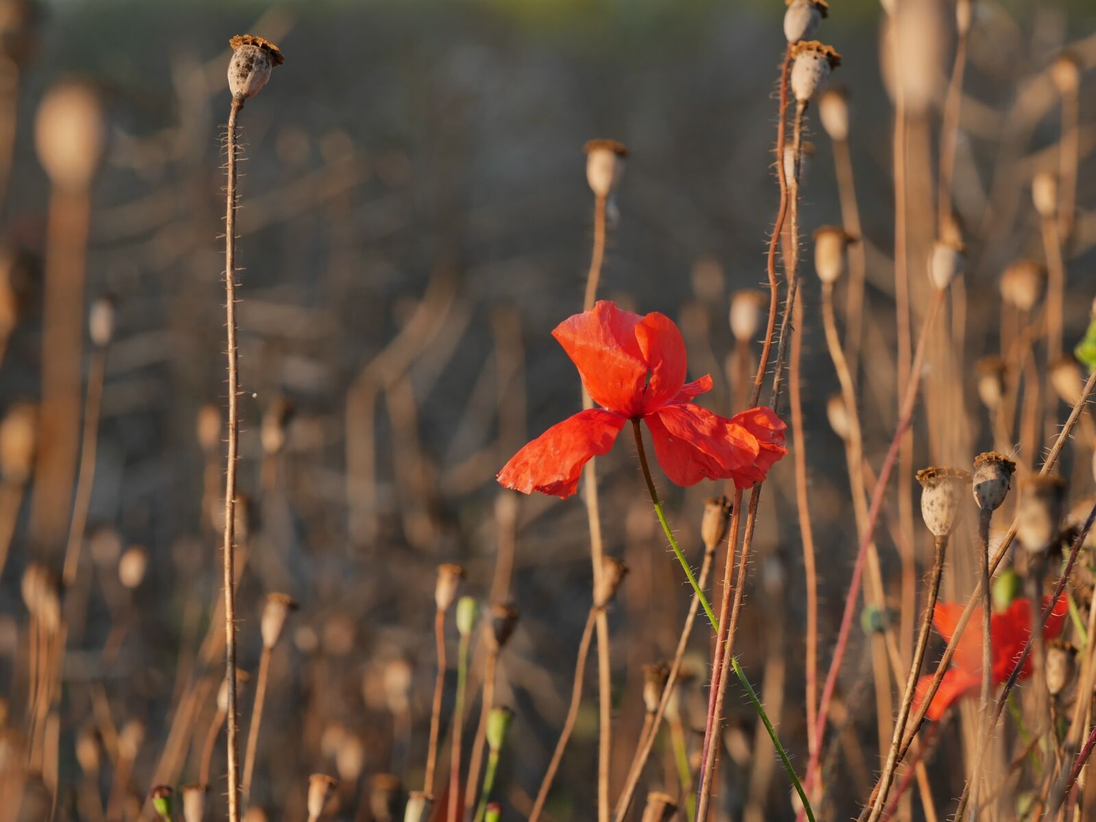 Panasonic Lumix DMC-GX7 sample photo. Poppy, poppy capsules, edge photography