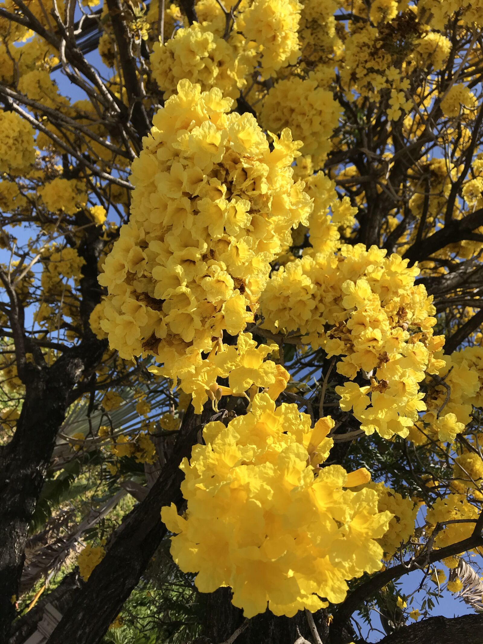iPhone 7 Plus back dual camera 3.99mm f/1.8 sample photo. Gold trumpet, yellow, flower photography