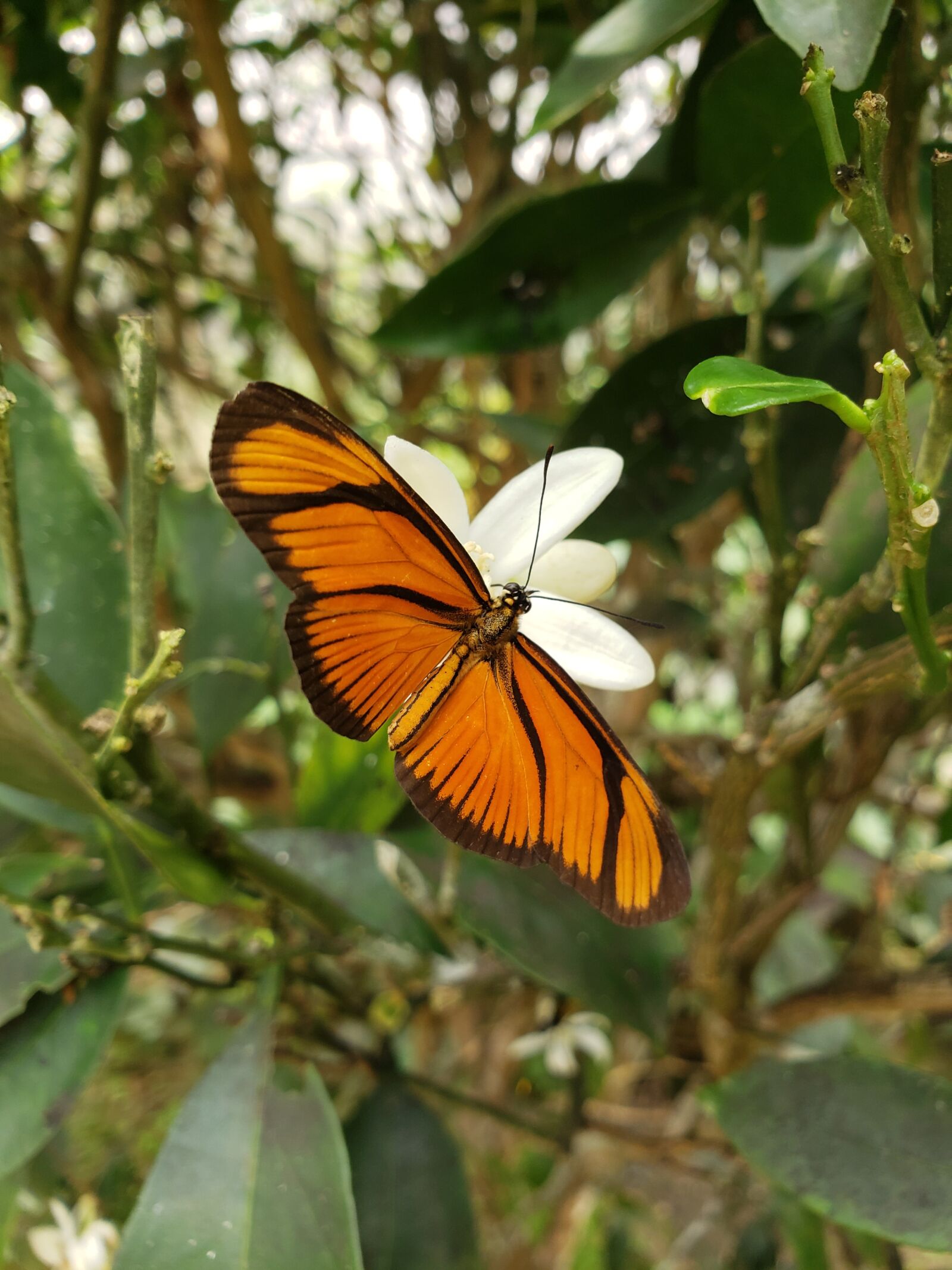 Samsung Galaxy S9 sample photo. Butterfly, nature, insect photography