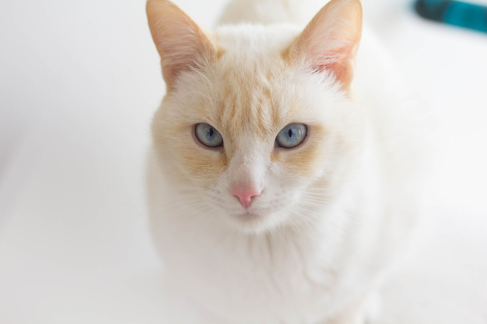 Canon EOS 1200D (EOS Rebel T5 / EOS Kiss X70 / EOS Hi) + Canon EF 50mm F1.8 STM sample photo. Cat, albino, white photography