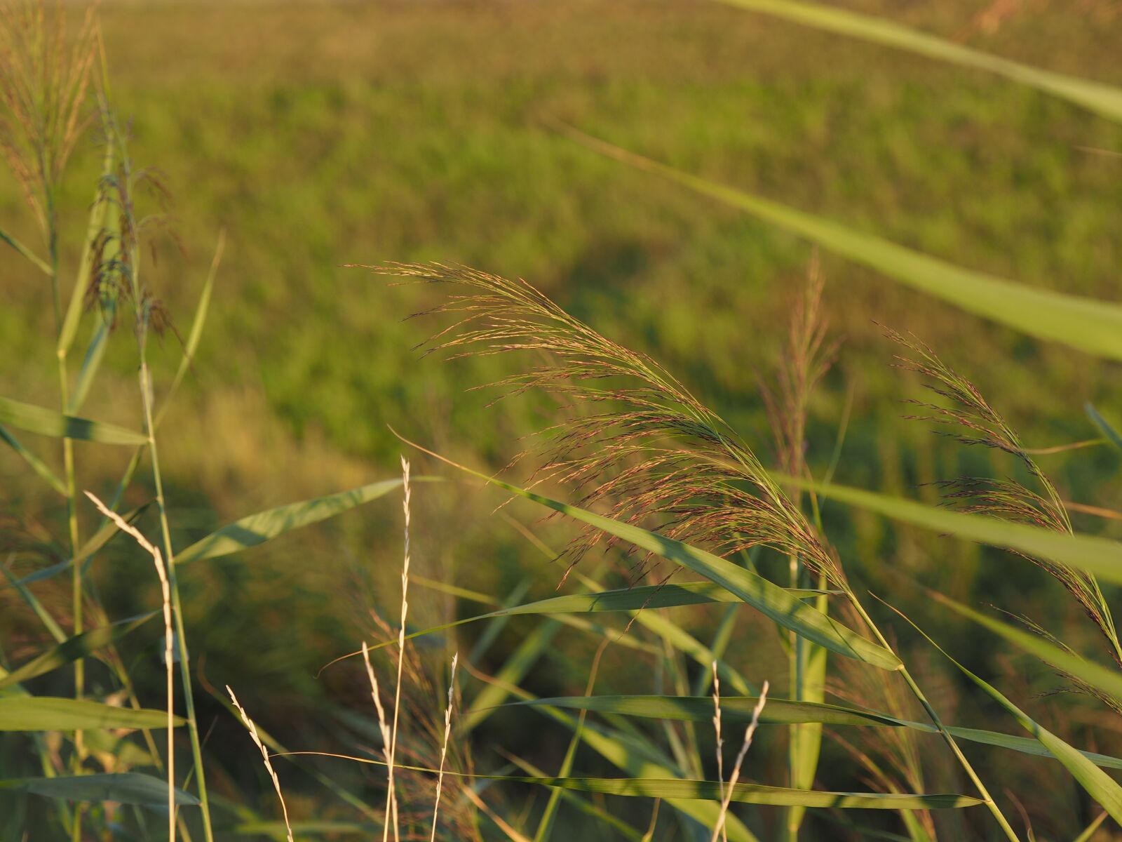 Olympus M.Zuiko Digital ED 60mm F2.8 Macro sample photo. Fern, meadow, bach photography