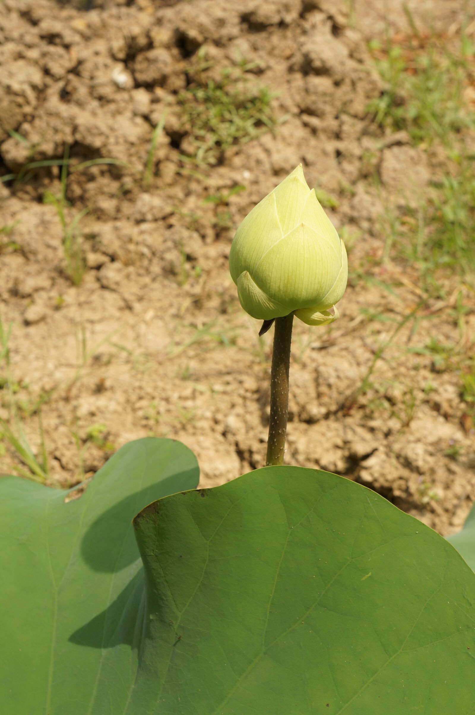 Sony Alpha NEX-F3 + Sony E 18-55mm F3.5-5.6 OSS sample photo. Lotus flowers, white lotus photography