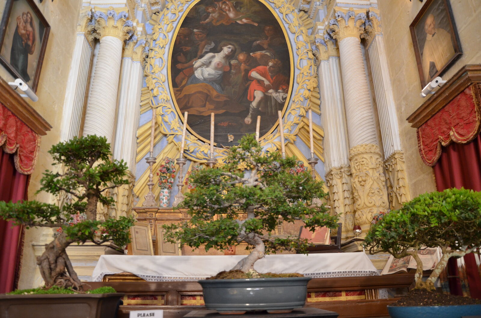 Nikon D5100 sample photo. Malta mdina bonsai photography
