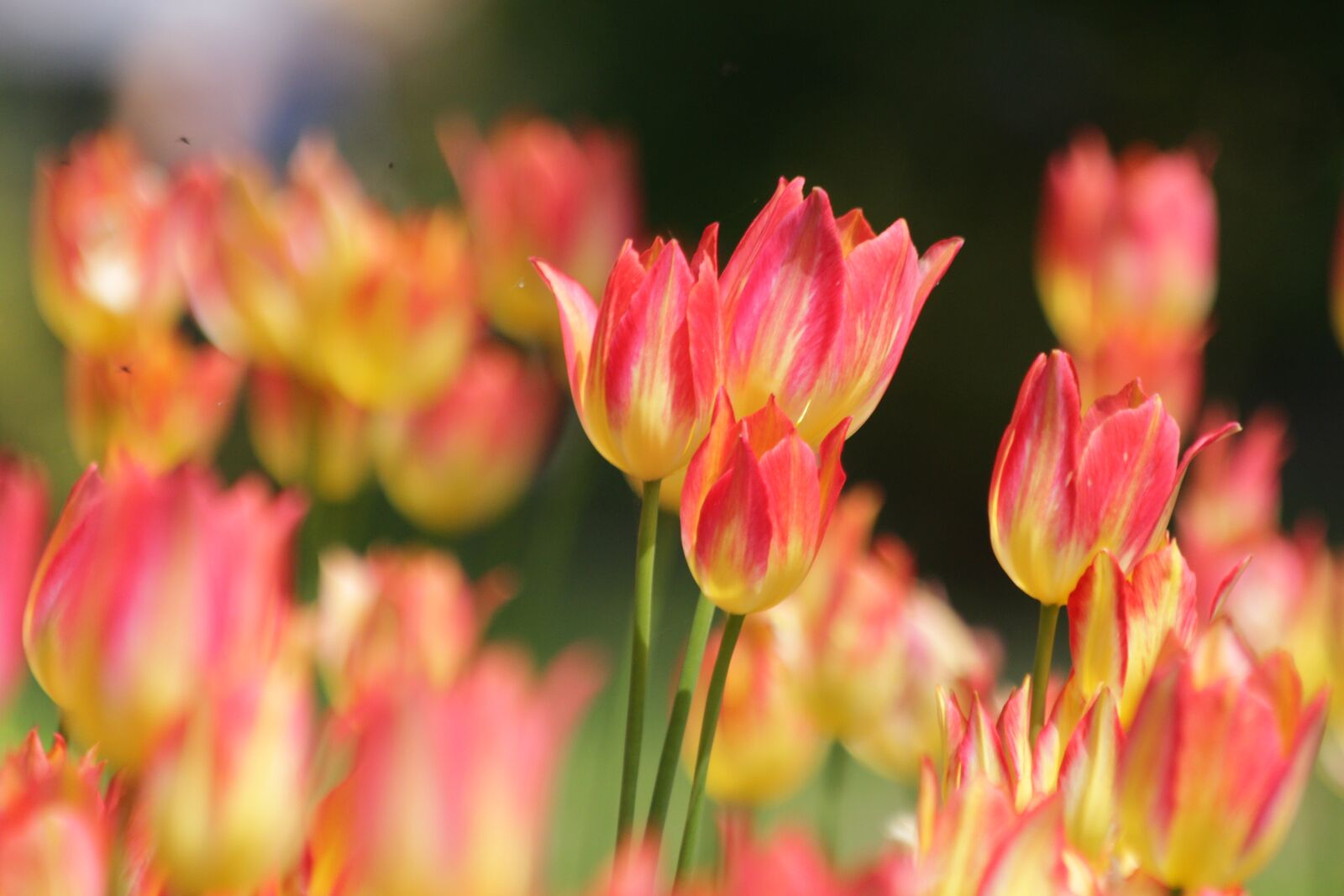 Canon EOS 650D (EOS Rebel T4i / EOS Kiss X6i) sample photo. Tulips, flowers, nature photography