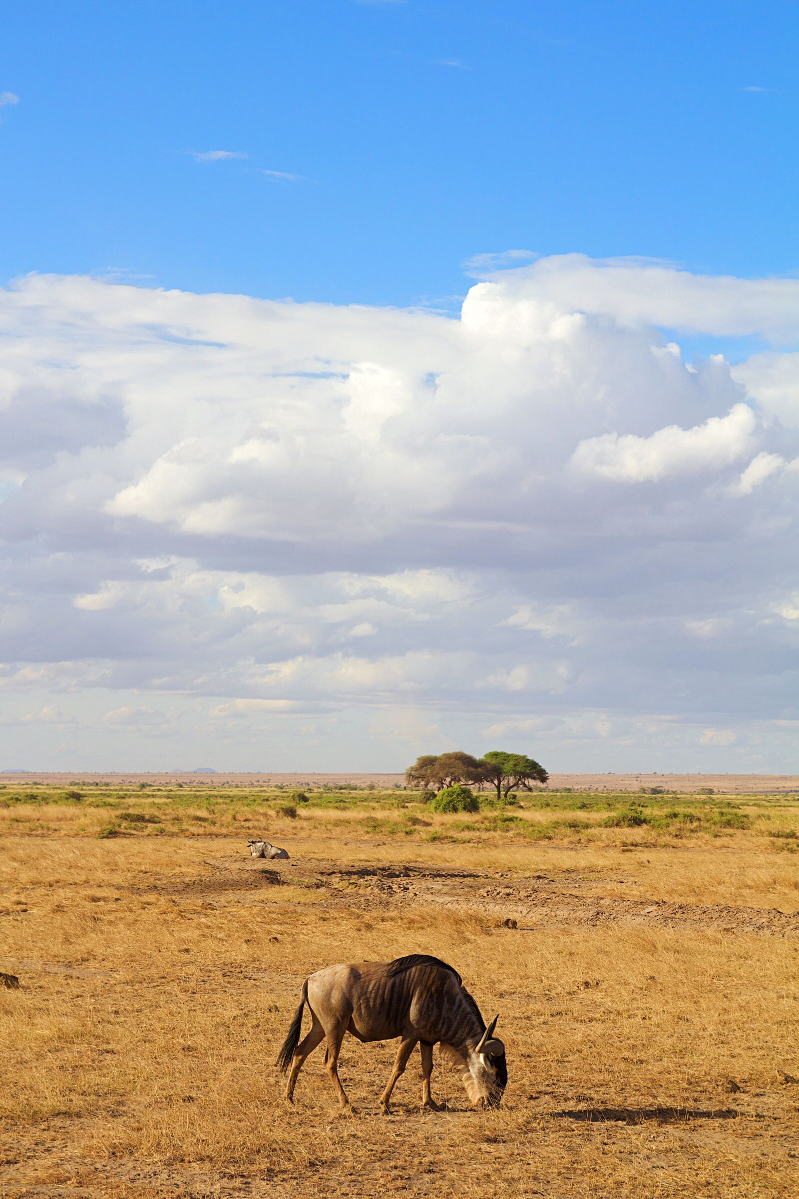 Canon EOS 600D (Rebel EOS T3i / EOS Kiss X5) sample photo. Africa, safari, animal world photography
