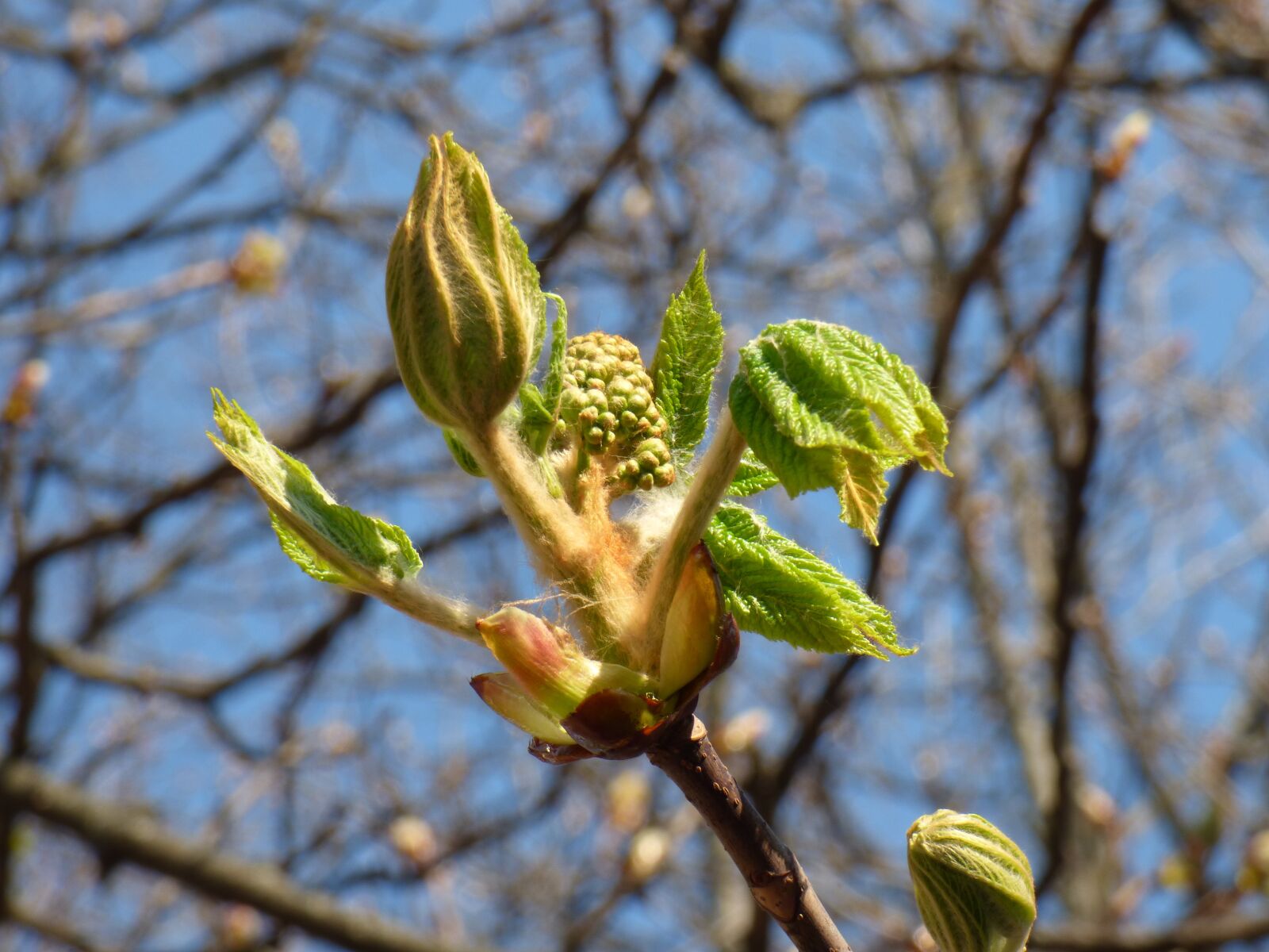 Panasonic DMC-FZ72 sample photo. Chestnut, spring, nature photography