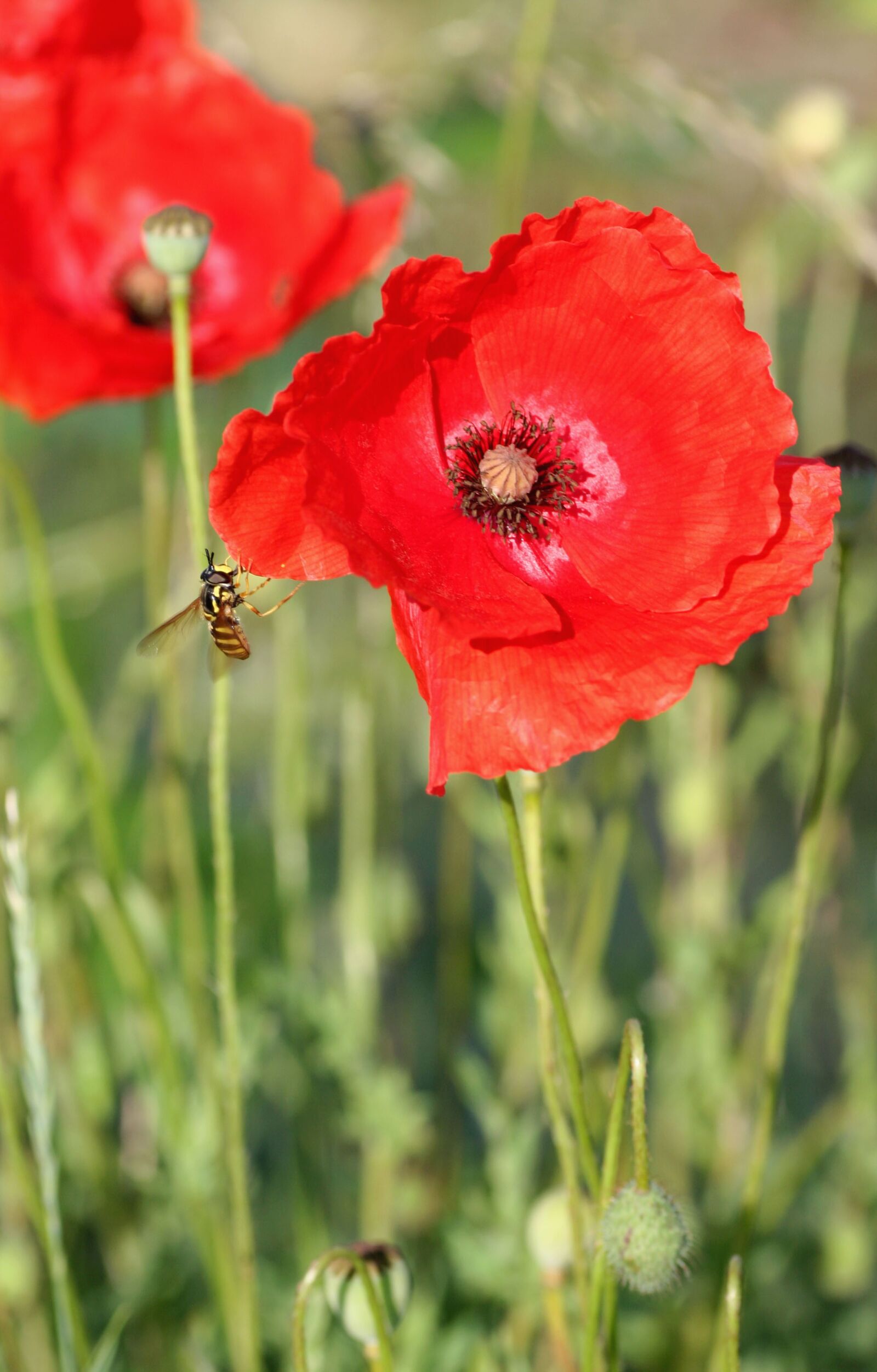 Canon EOS 350D (EOS Digital Rebel XT / EOS Kiss Digital N) sample photo. Poppy, flower, nature photography