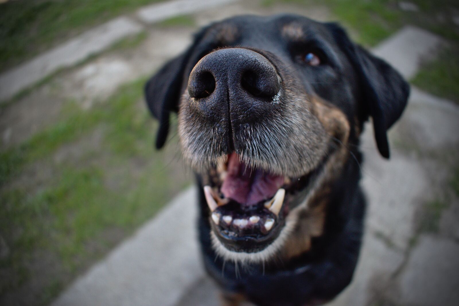 Nikon D5600 sample photo. Dog, friend, animal photography