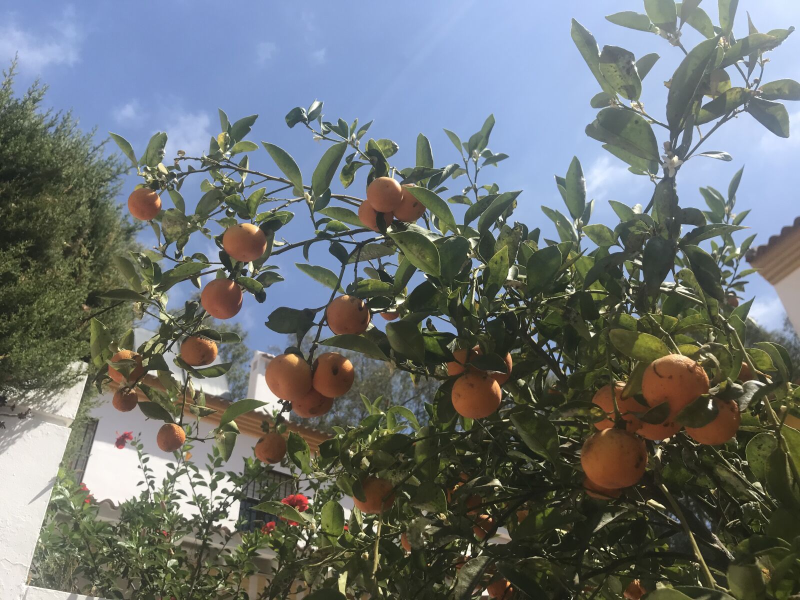 iPhone 7 back camera 3.99mm f/1.8 sample photo. Oranges, tree, sky photography