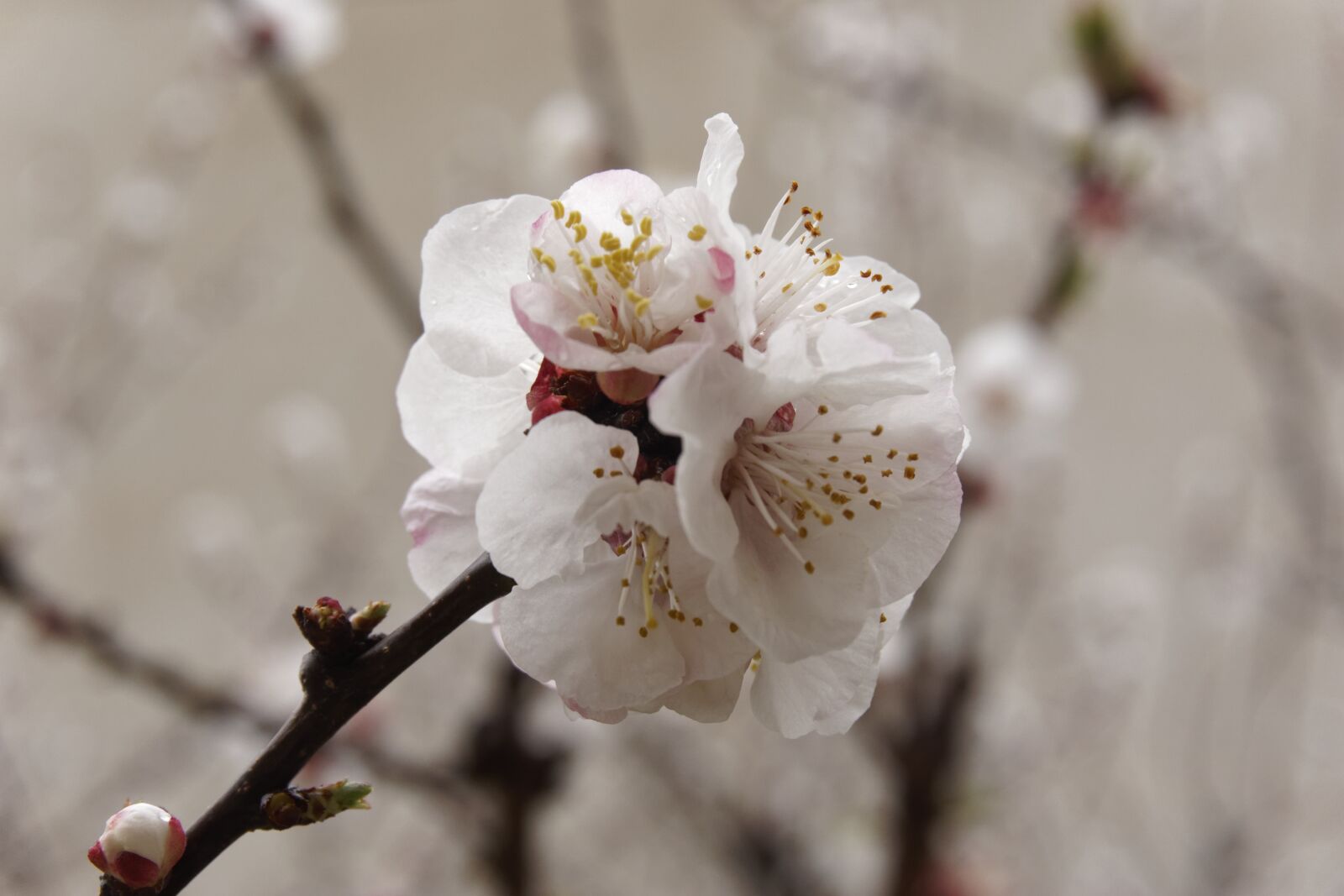 Sony a6000 sample photo. Almond tree, nature, almond photography