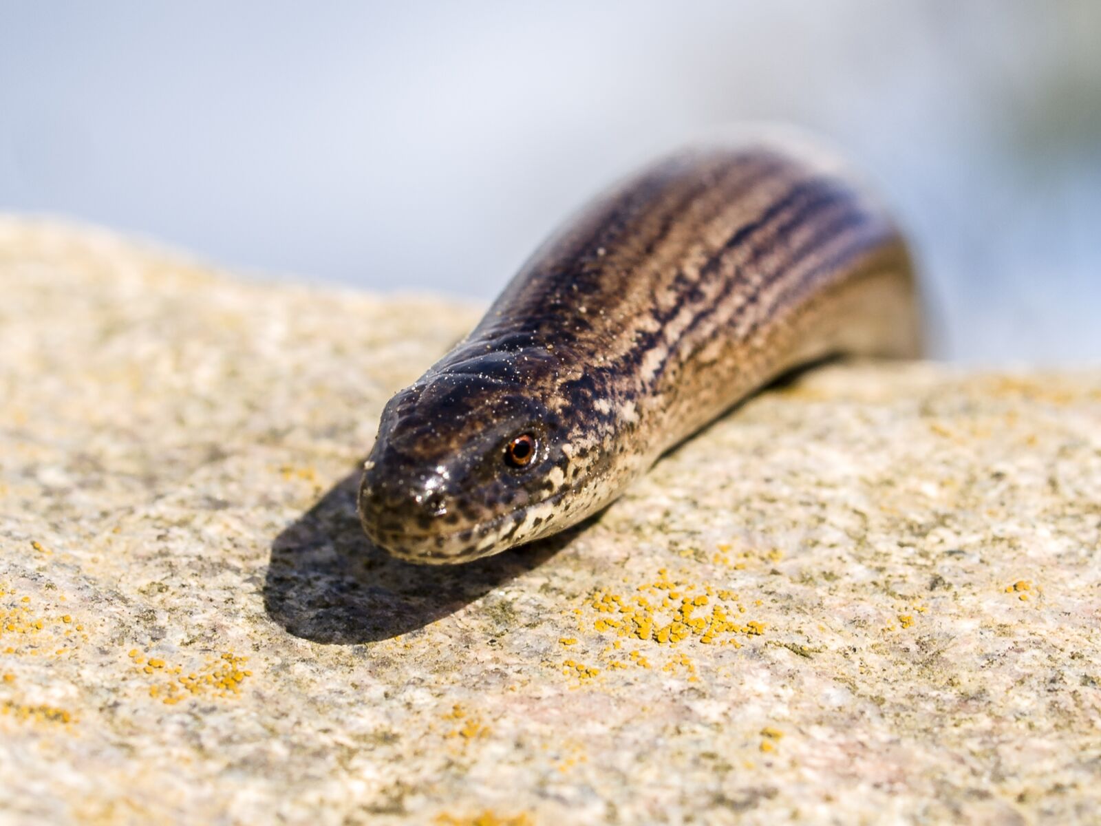 Olympus E-3 sample photo. Slow worm, reptile, animal photography