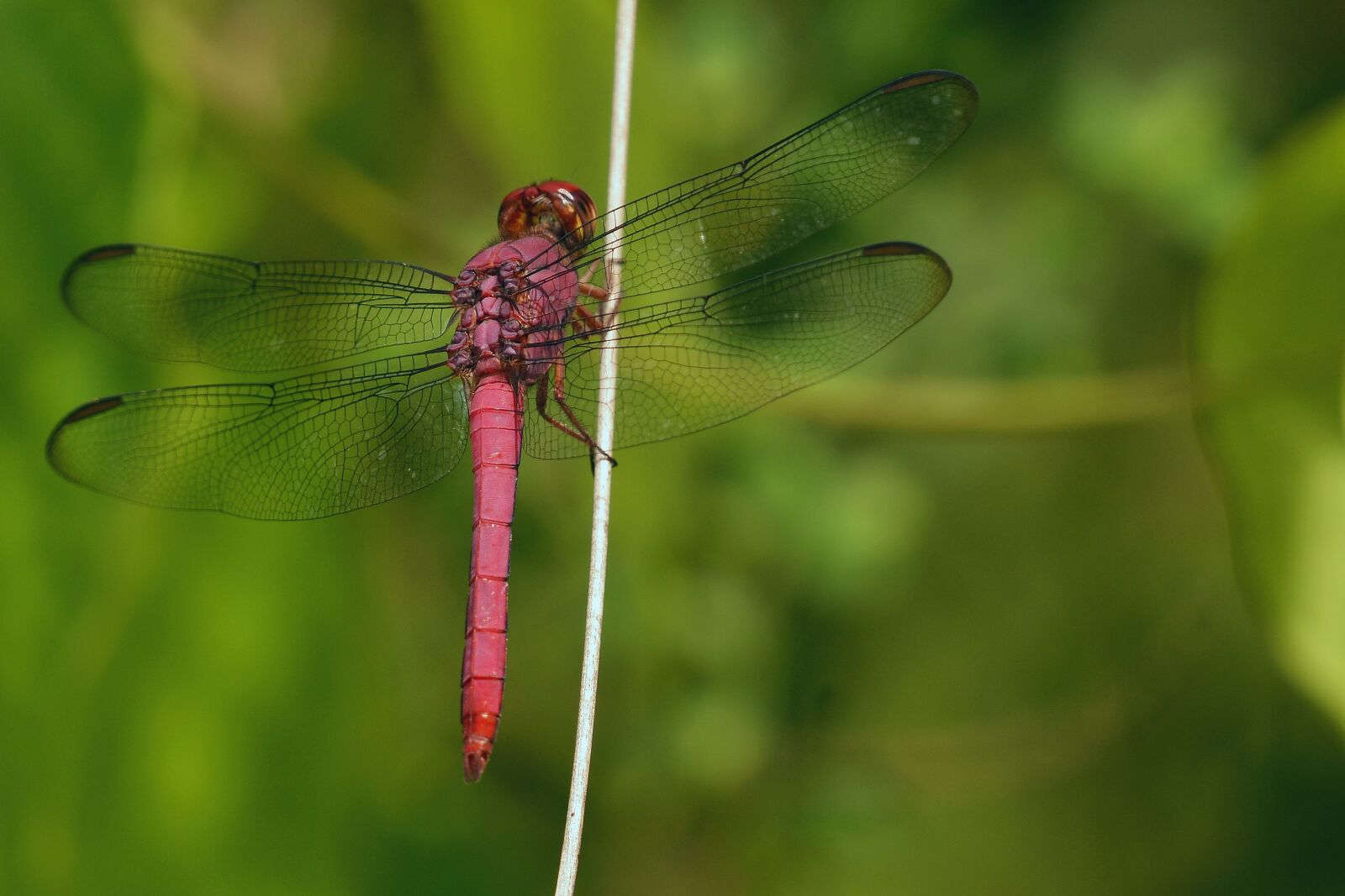 Nikon D7100 sample photo