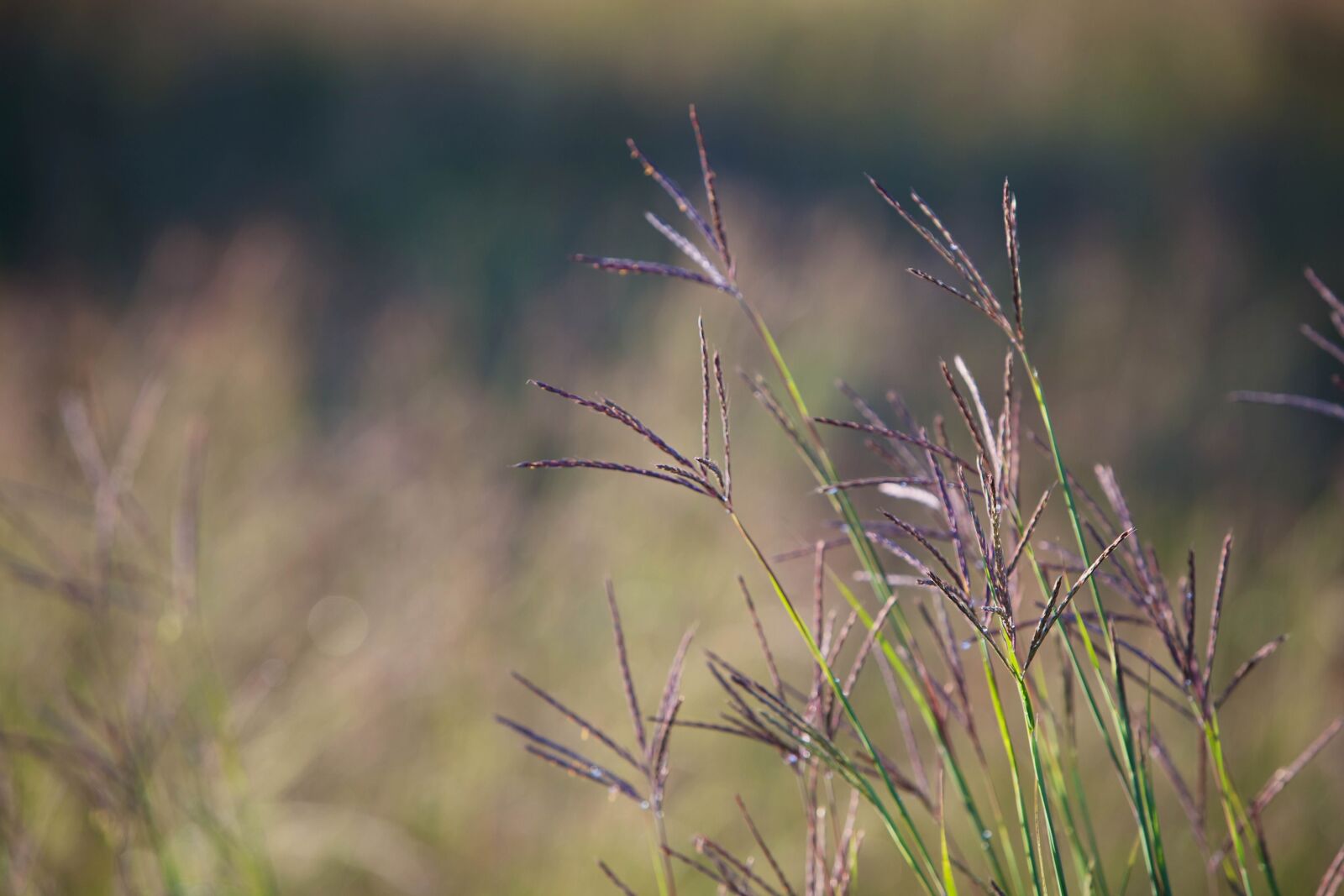 Canon EOS 5D Mark II sample photo. Perennial, warm, season, bunchgrass photography