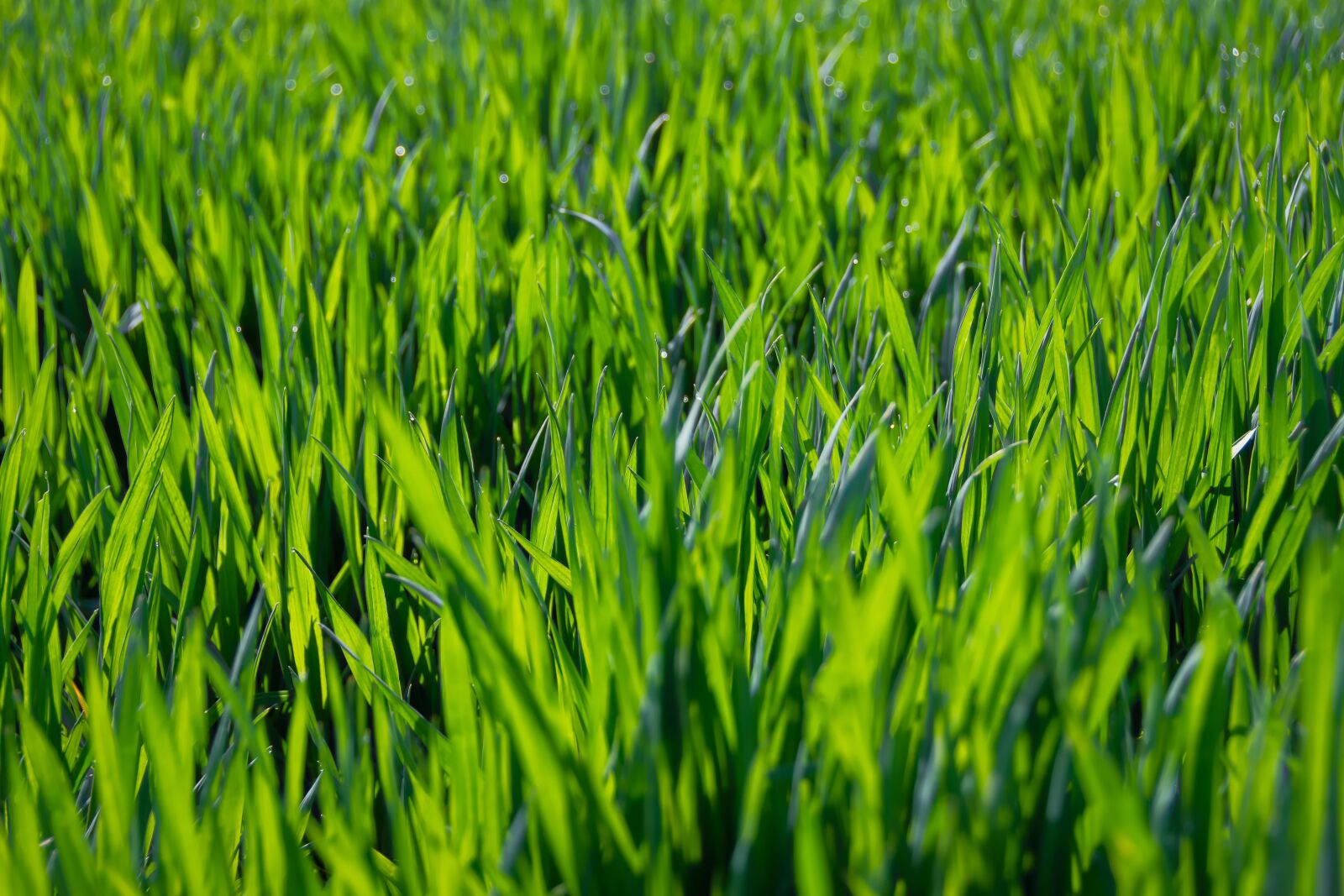 Nikon D7200 sample photo. Cereal, cloudless, green photography