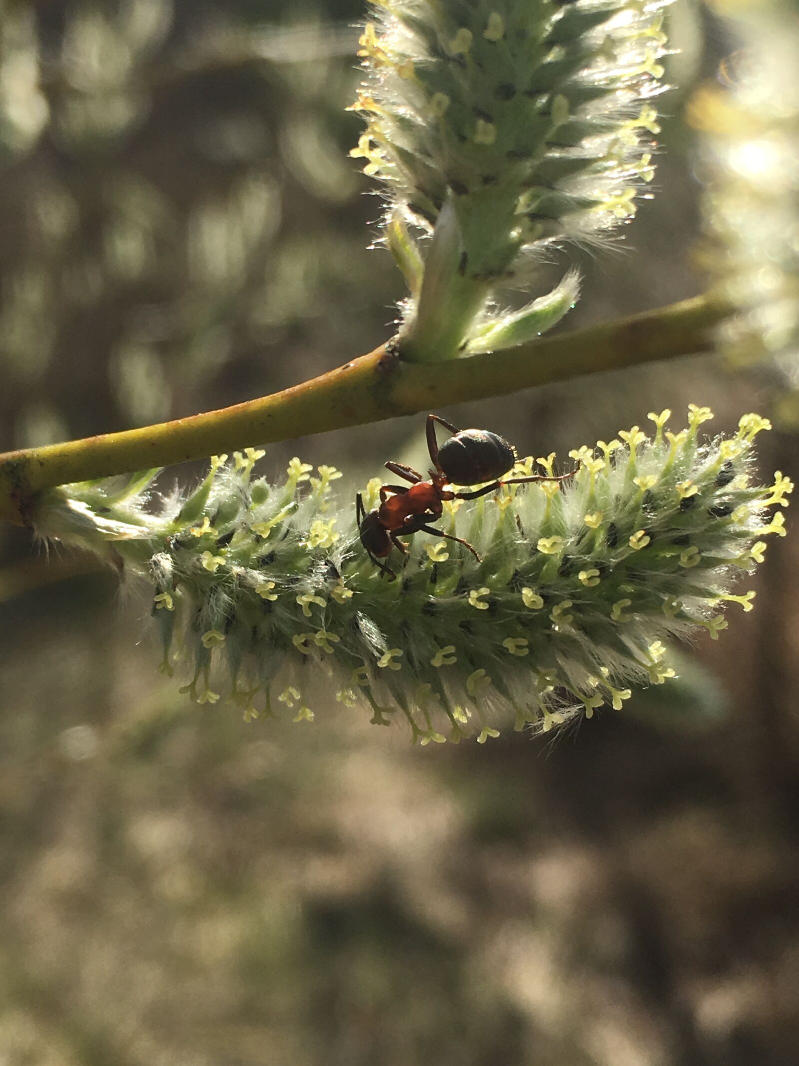 Apple iPhone 6s sample photo. Ant, willow, summer photography