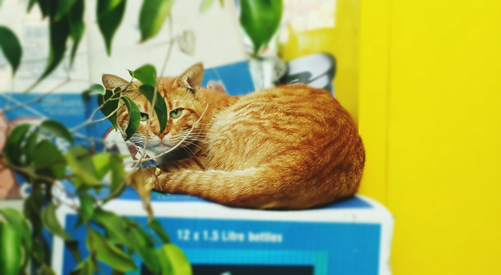 Samsung Galaxy Note4 sample photo. Cat, street, yellow photography