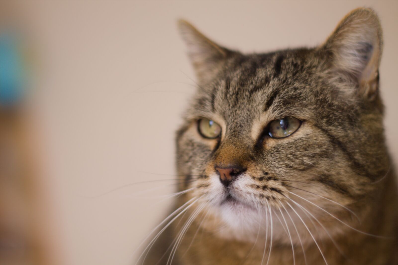 Canon EOS 1100D (EOS Rebel T3 / EOS Kiss X50) sample photo. Cute, cat, animal photography