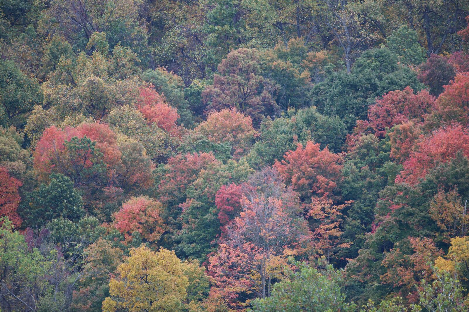 Canon EOS 5D Mark II sample photo. Fall, colors, harpers, ferry photography