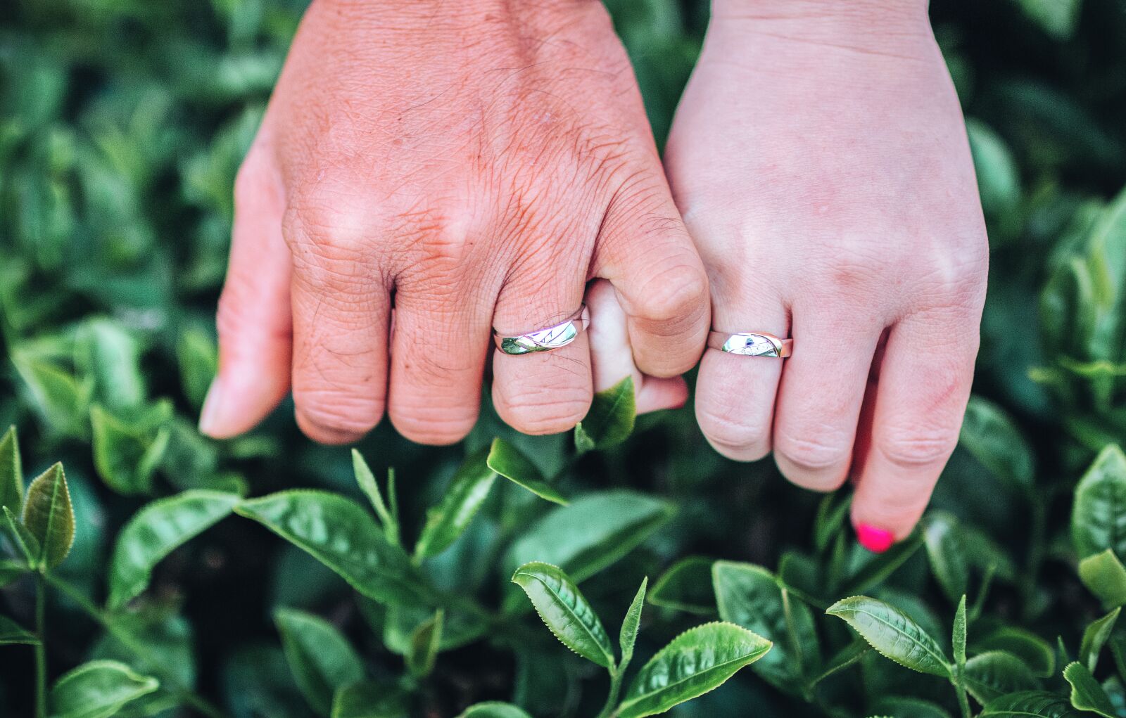 Canon EOS 70D sample photo. Wedding photo, hill tea photography