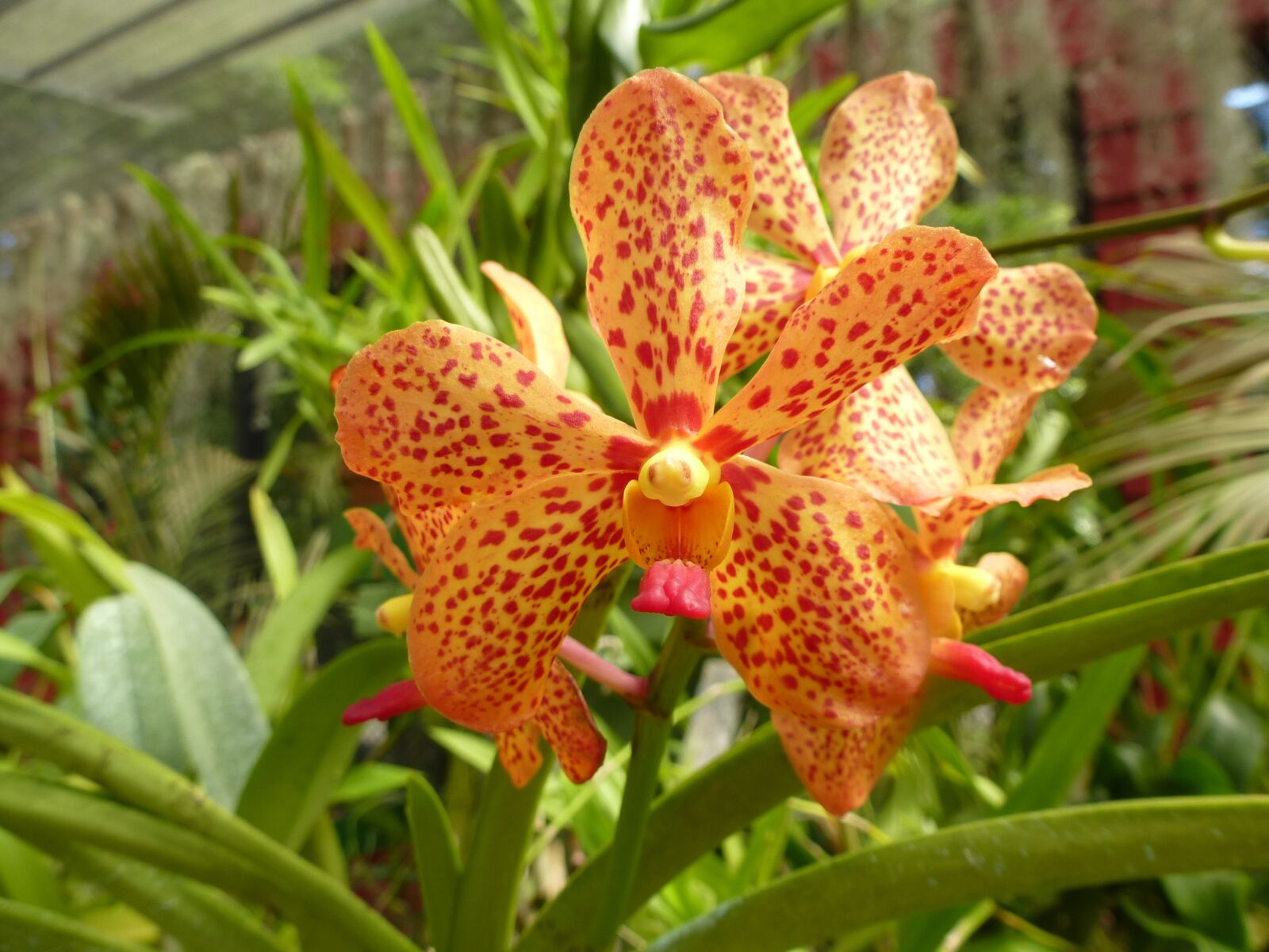 Panasonic Lumix DMC-ZS15 (Lumix DMC-TZ25) sample photo. Orchid, orange, orchid flower photography